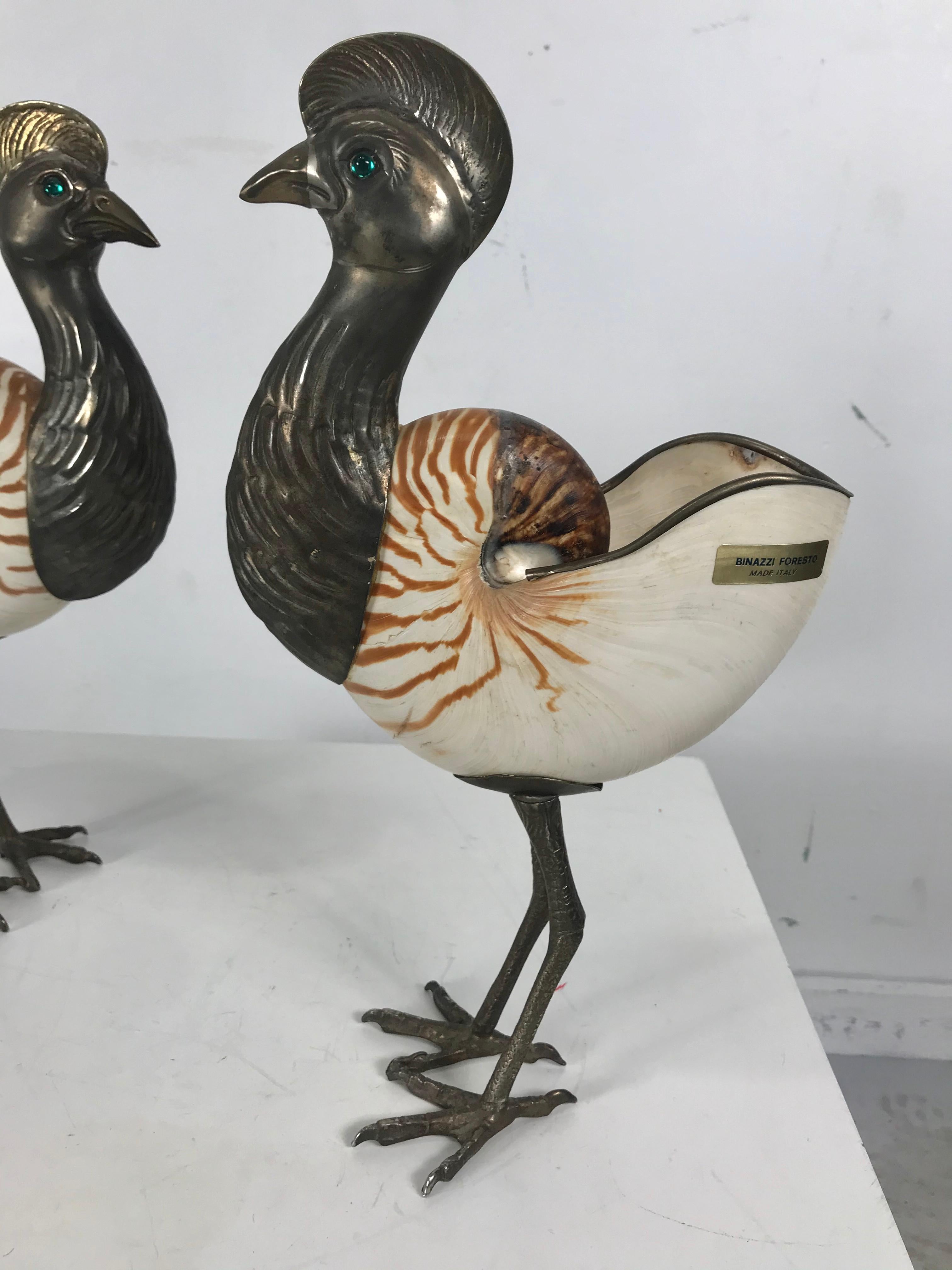conch bird