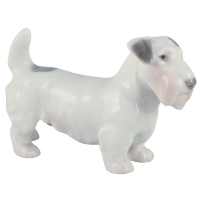 Bing & Grøndahl, petite figurine en porcelaine représentant un Terrier de Sealyham. 