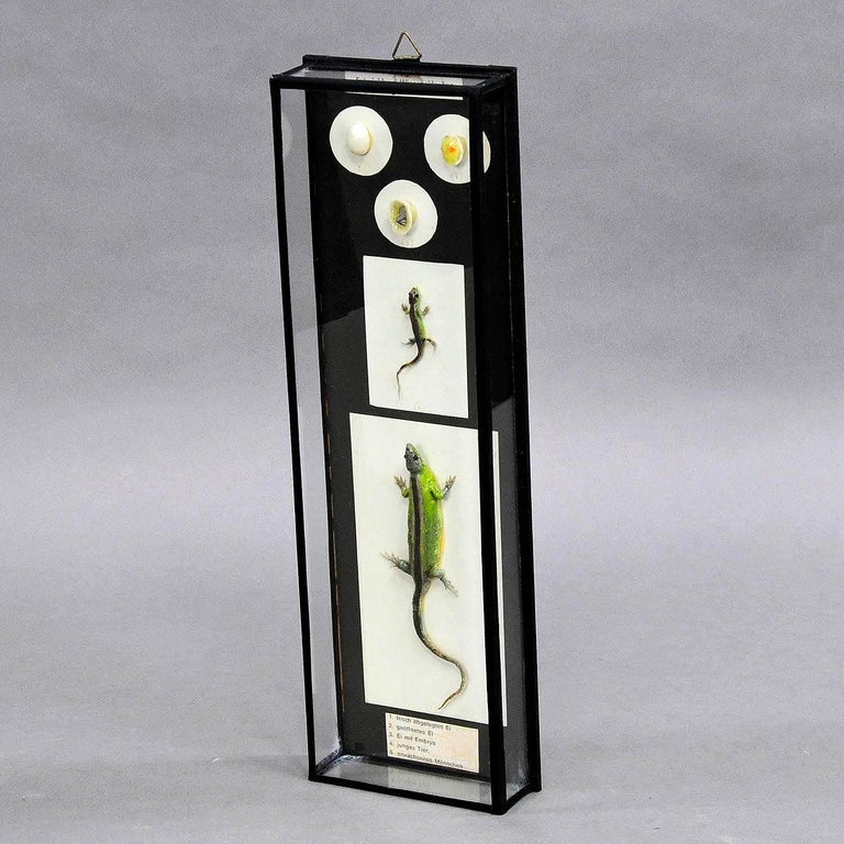 Biology School Model Preparation Evolution of the Lizard For Sale at