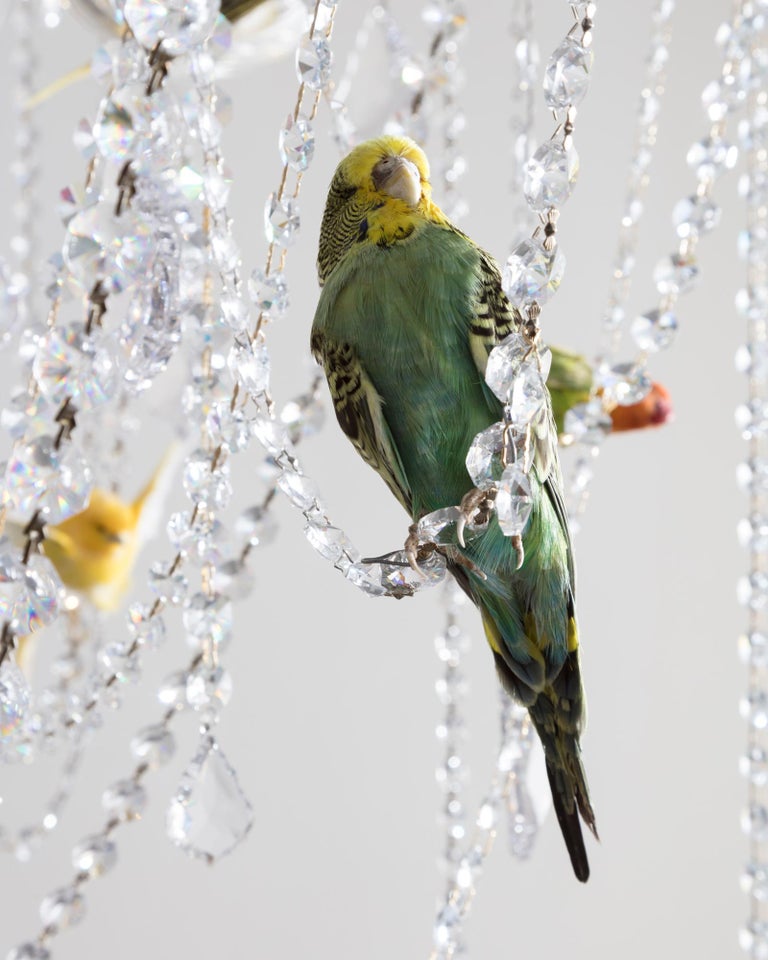 "Bird Chandelier" Crystal Chandelier with Taxidermy Birds by Sebastian