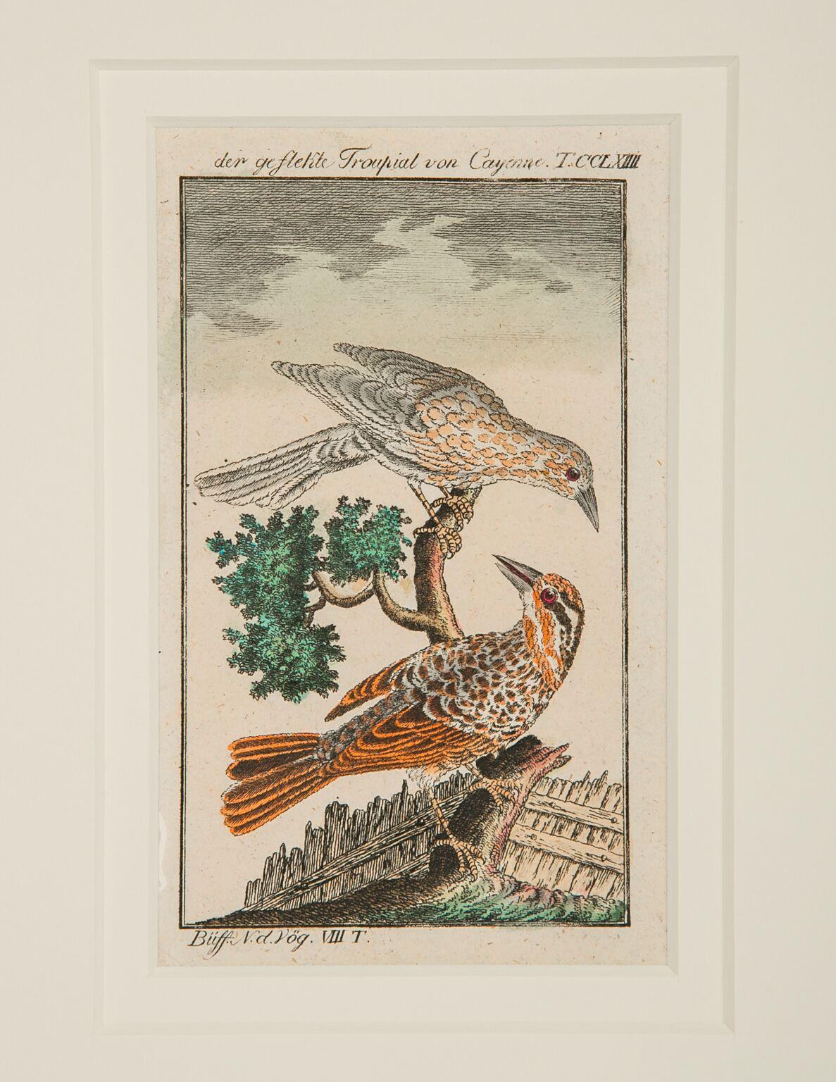 Hand-Colored Bird Engravings French 18th Century by Francois-Nicolas Martinet 4