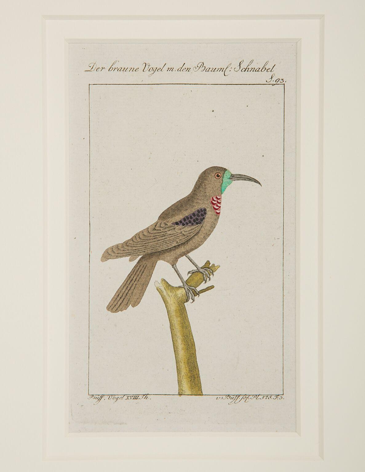 Hand-Colored Bird Engravings French 18th Century by Francois-Nicolas Martinet 6