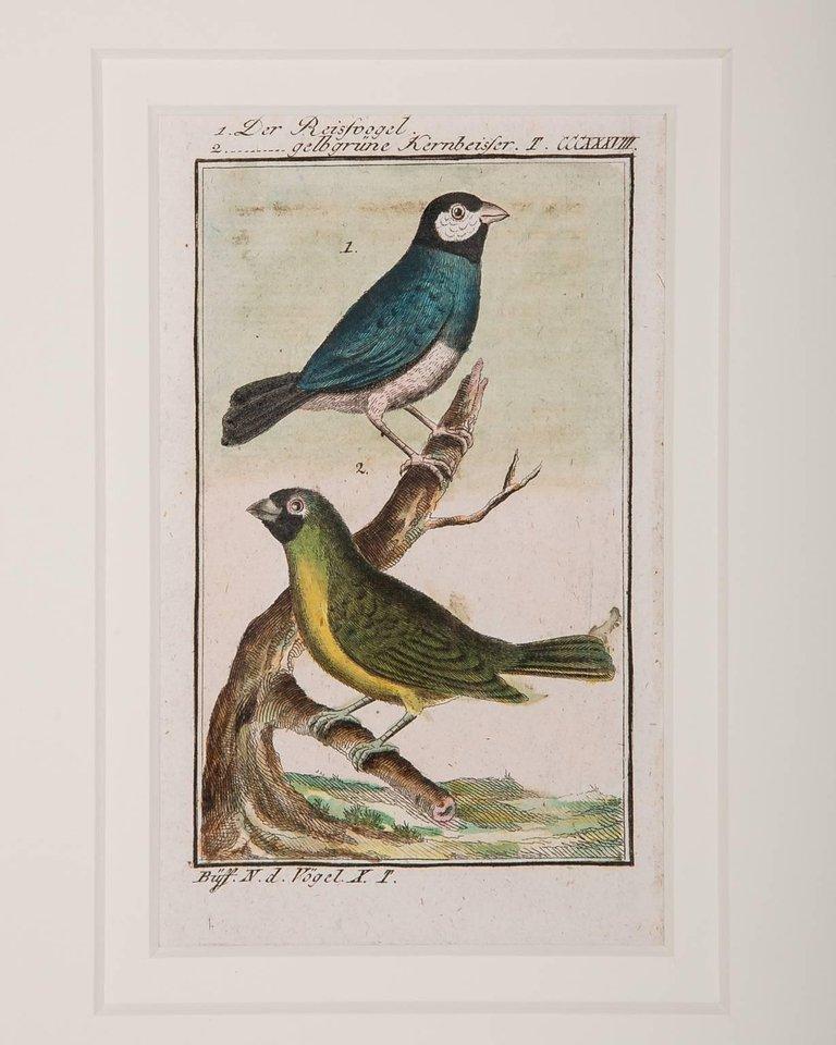 Hand-Colored Bird Engravings French 18th Century by Francois-Nicolas Martinet 9