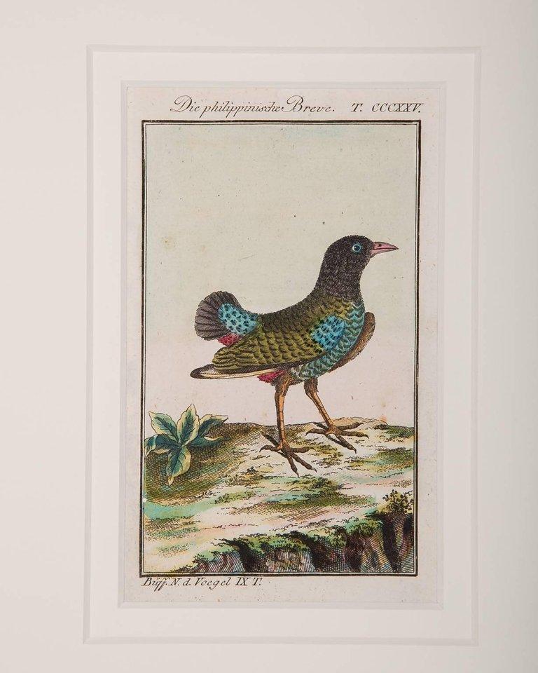 Hand-Colored Bird Engravings French 18th Century by Francois-Nicolas Martinet 10