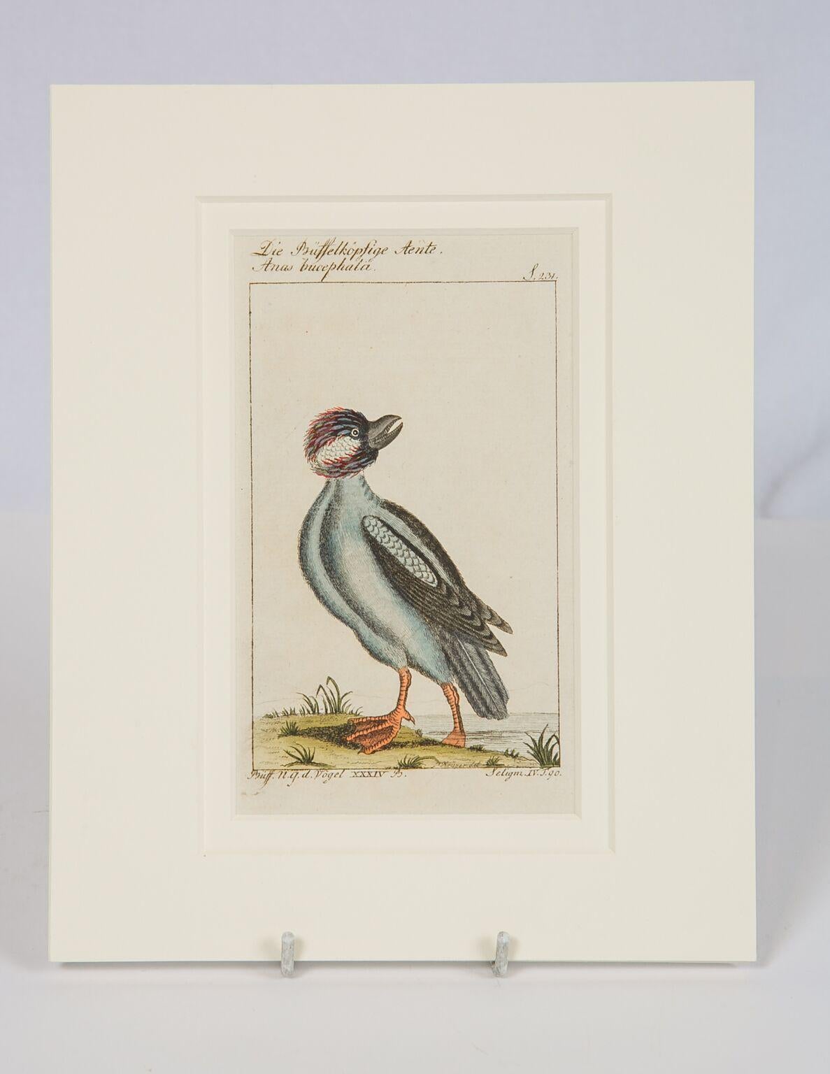 We are pleased to offer these Individual bird scenes captured on paper in the style of the Audubon bird engravings.
These small, gem like, hand-colored engravings represent the rare and compelling ornithological drawings of the influential