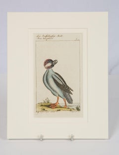 Hand-Colored Bird Engravings French 18th Century by Francois-Nicolas Martinet