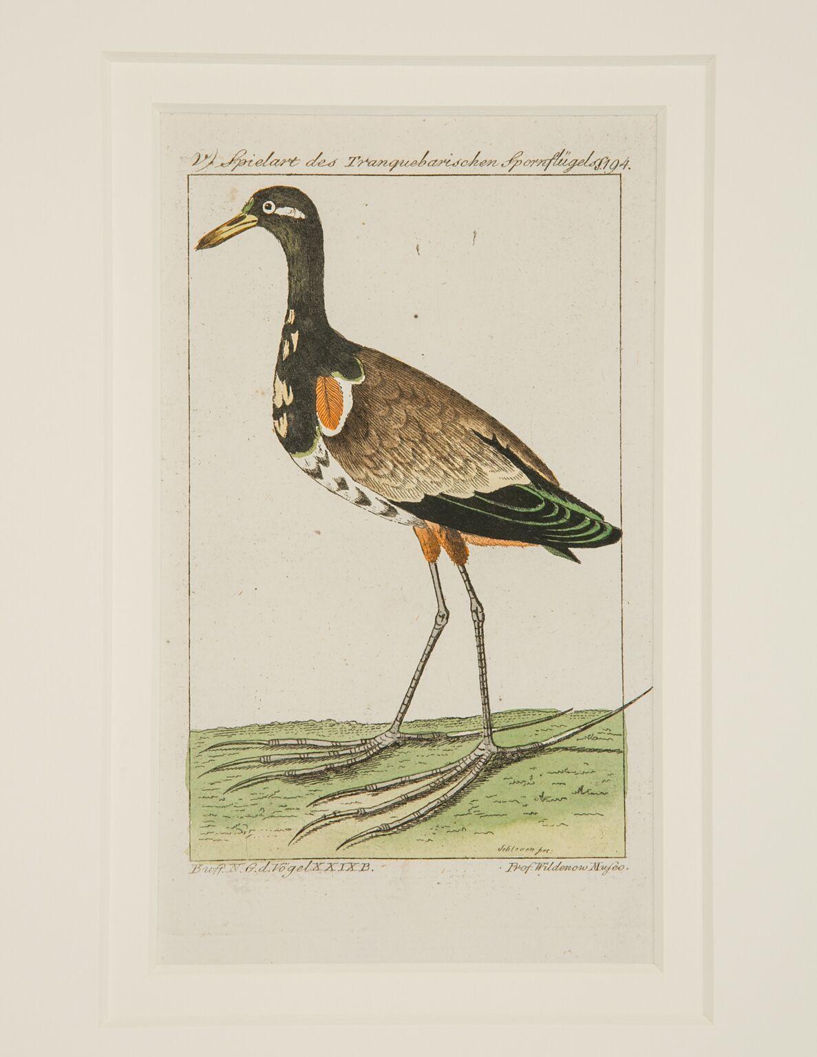 Hand-Colored Bird Engravings French 18th Century by Francois-Nicolas Martinet 1