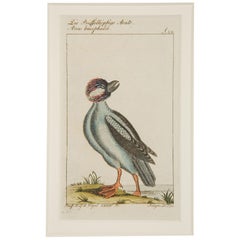 Hand-Colored Bird Engravings French 18th Century by Francois-Nicolas Martinet