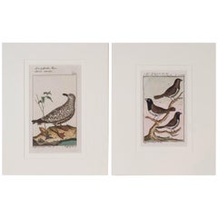 Bird Engravings on Paper Audubon Style by Francois-Nicolas Martinet   Group #1