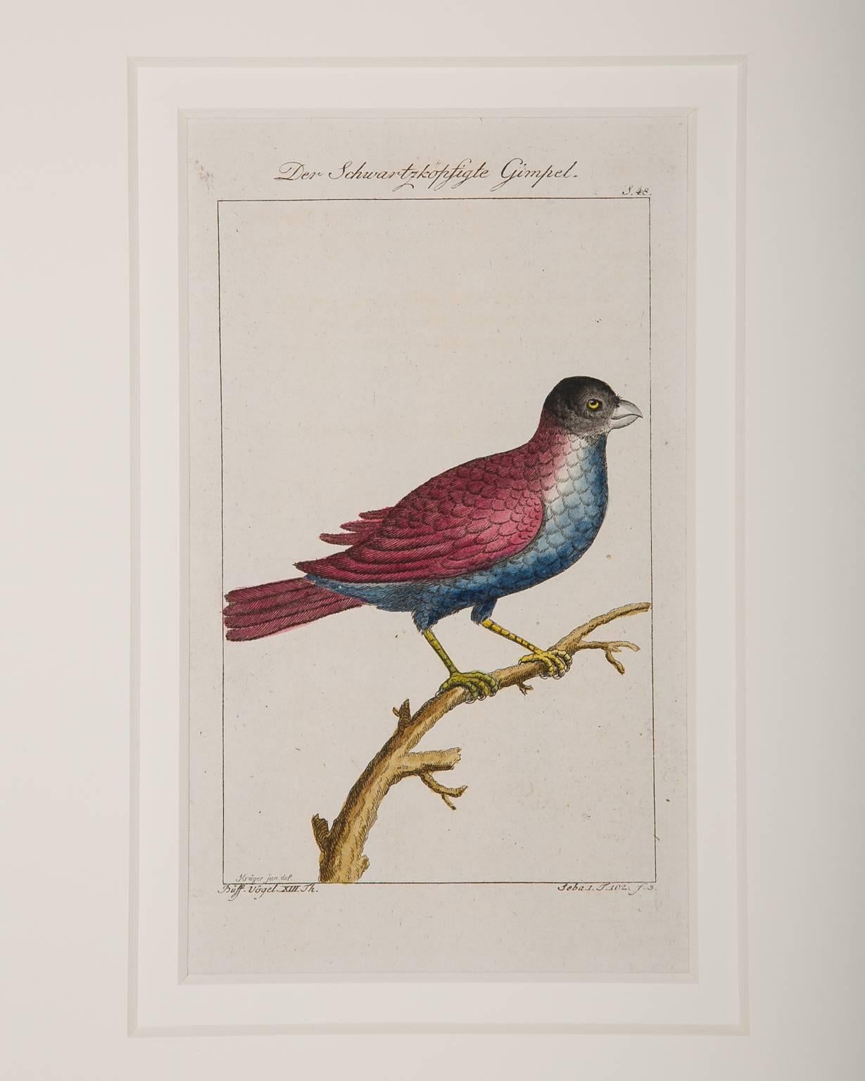 Bird Engravings on Paper Audubon Style by Francois-Nicolas Martinet  Group #2 4