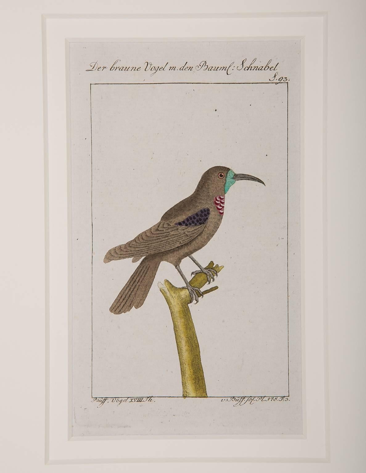 Bird Engravings on Paper Audubon Style by Francois-Nicolas Martinet  Group #2 5