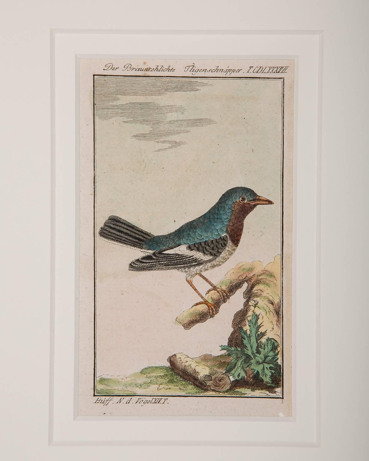 Bird Engravings on Paper Audubon Style by Francois-Nicolas Martinet  Group #2 6