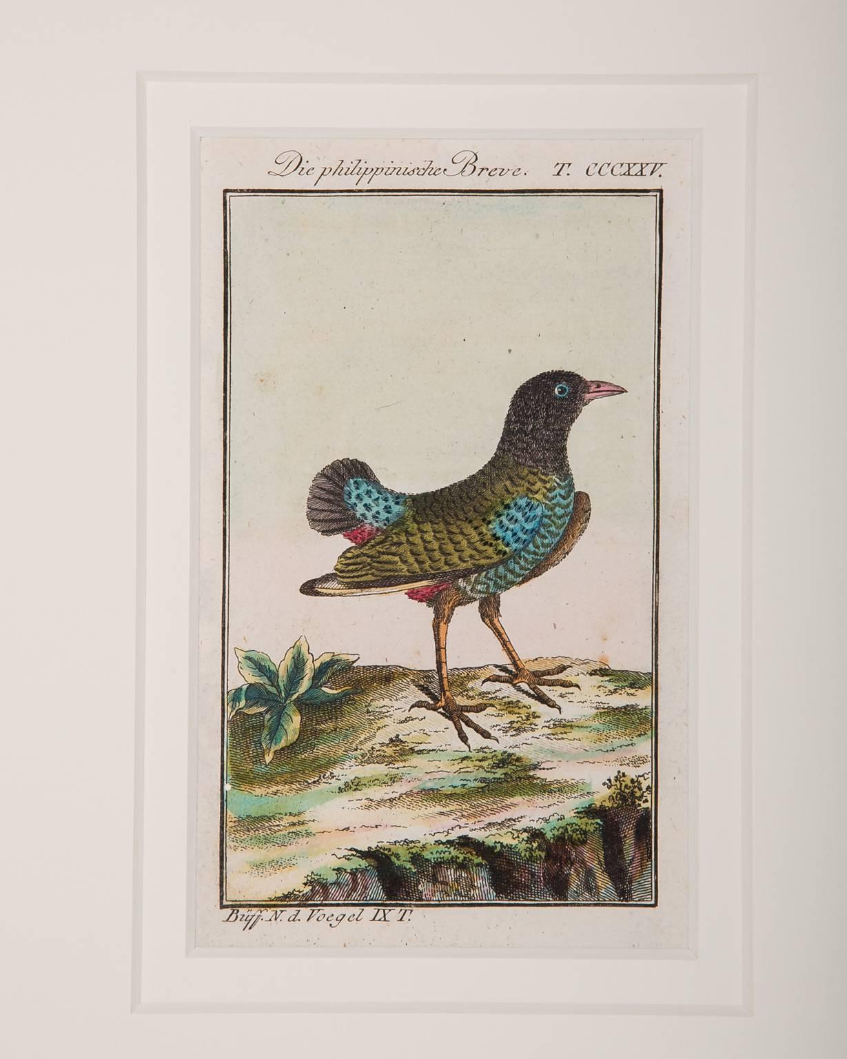 Bird Engravings on Paper Audubon Style by Francois-Nicolas Martinet  Group #2 7