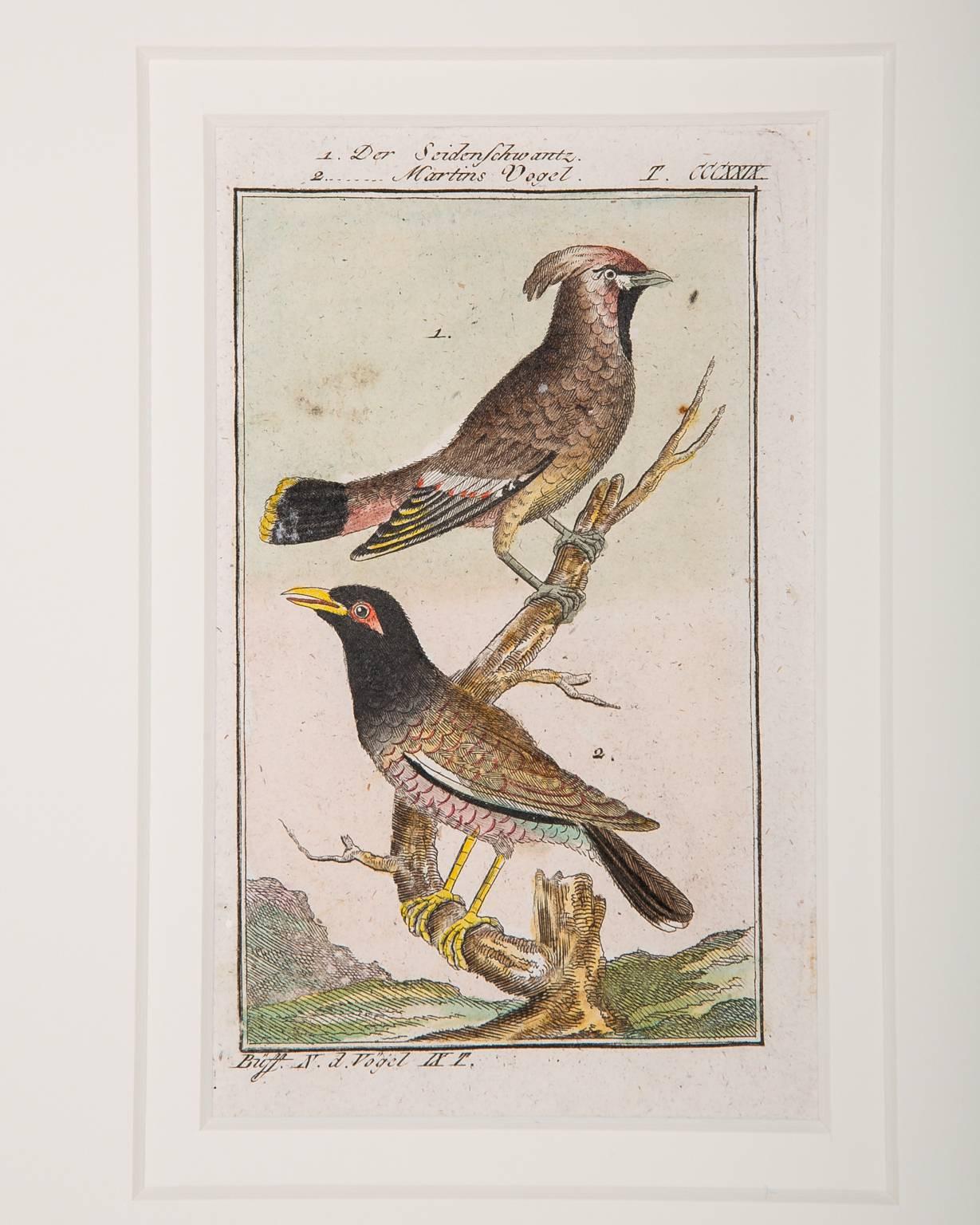 Bird Engravings on Paper Audubon Style by Francois-Nicolas Martinet  Group #2 8
