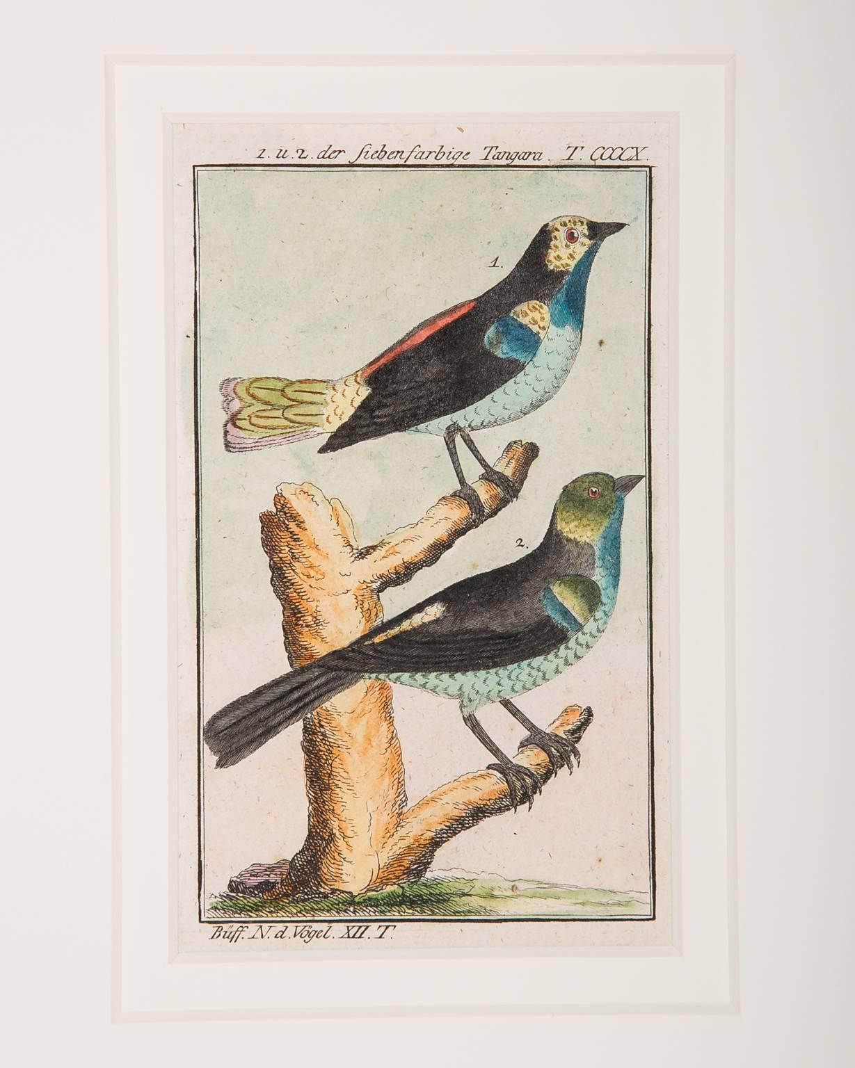 Hundreds of individual bird scenes captured on paper in the style of the Audubon bird engravings. These small, gem like, hand-colored engravings of birds represent the rare and compelling the ornithological drawings of the influential ornithologist,