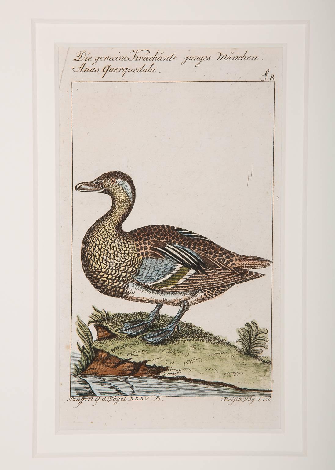 German Bird Engravings on Paper Audubon Style by Francois-Nicolas Martinet  Group #2