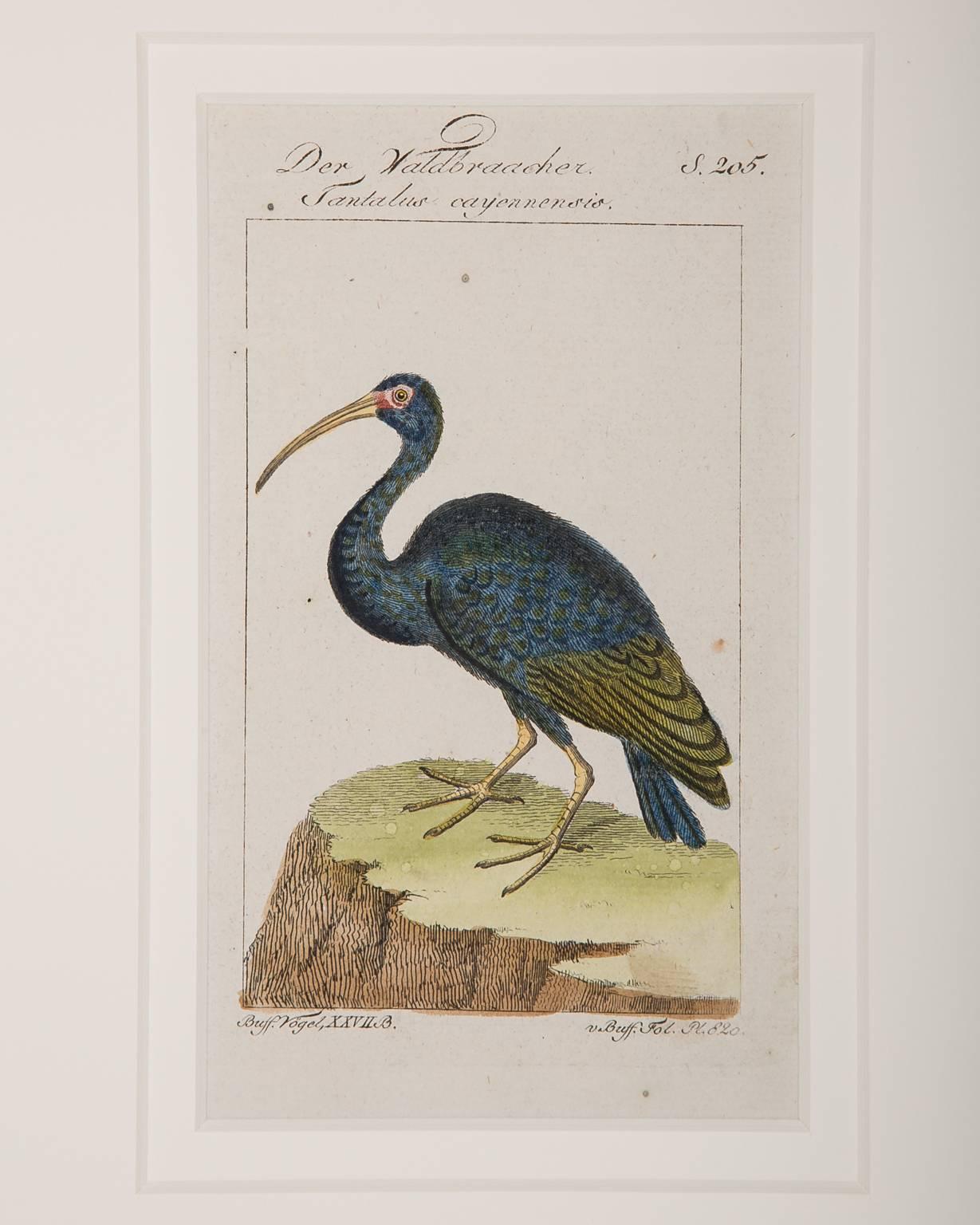 Engraved Bird Engravings on Paper Audubon Style by Francois-Nicolas Martinet  Group #2