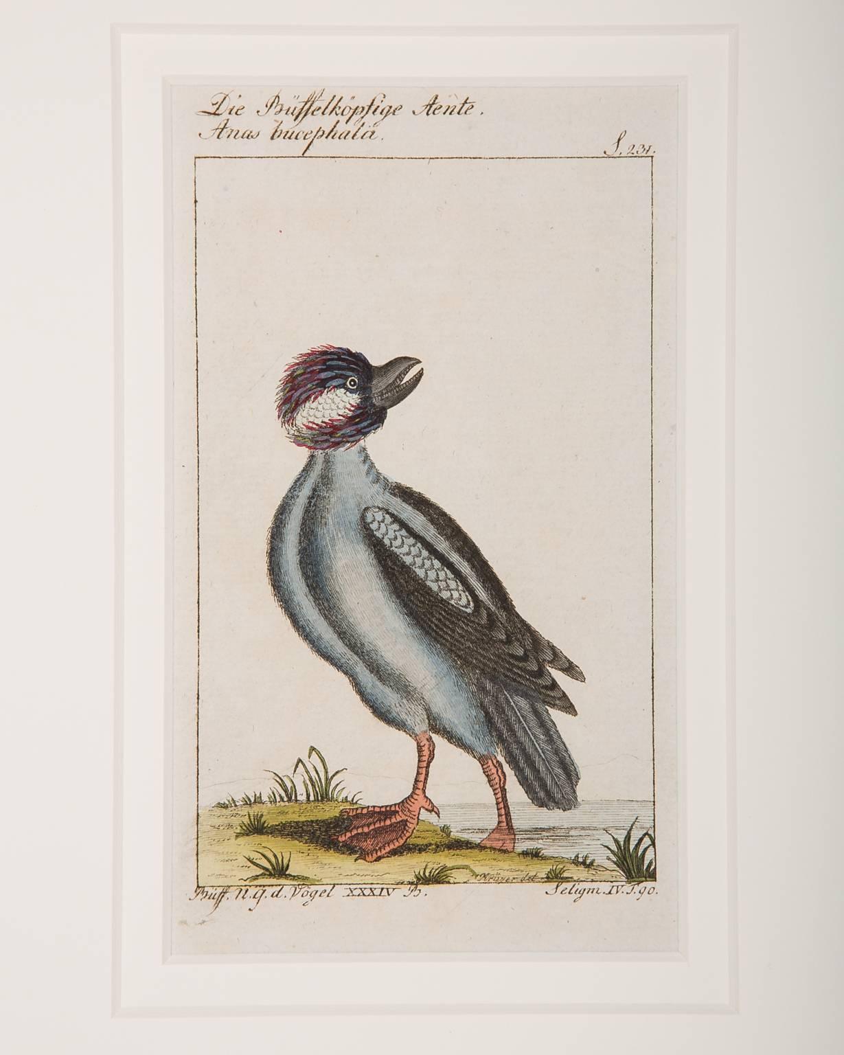 18th Century Bird Engravings on Paper Audubon Style by Francois-Nicolas Martinet  Group #2