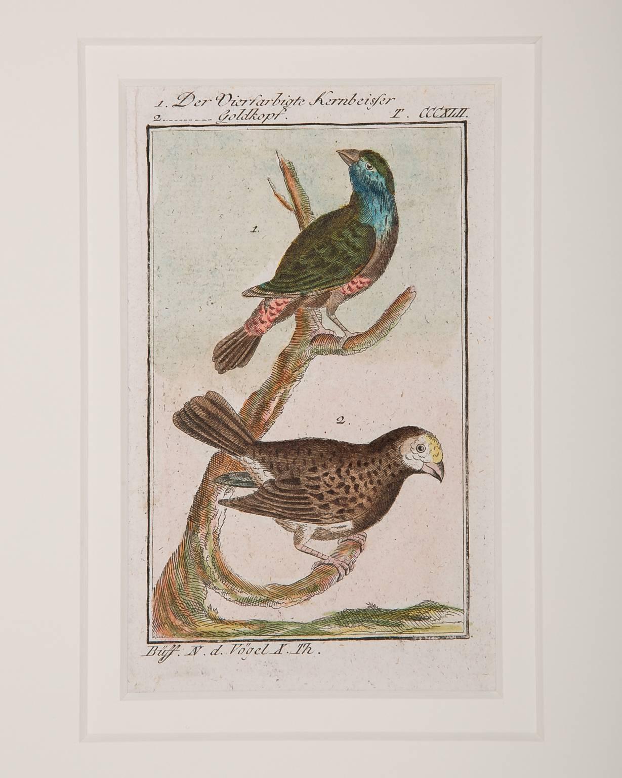 Bird Engravings on Paper Audubon Style by Francois-Nicolas Martinet  Group #2 2