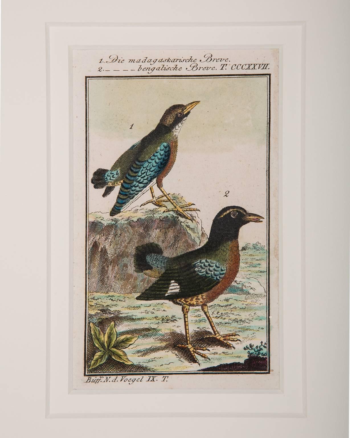 Bird Engravings on Paper Audubon Style by Francois-Nicolas Martinet  Group #2 3