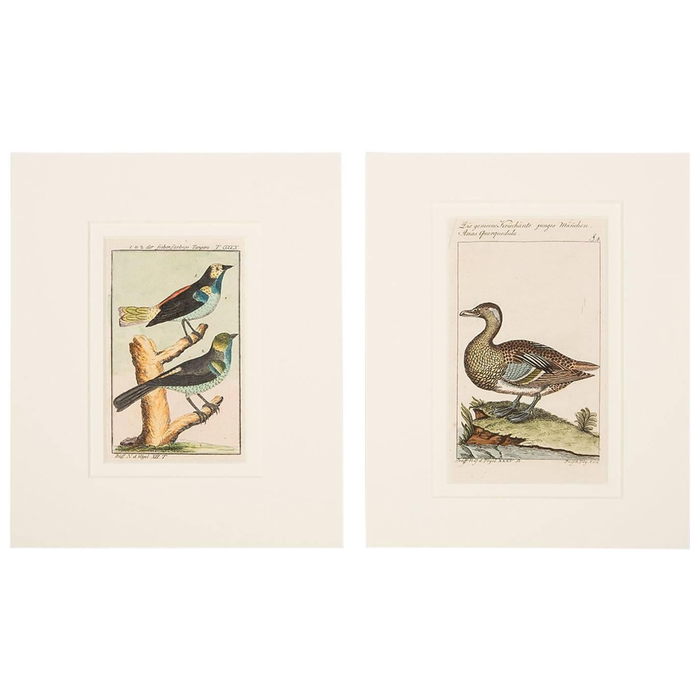 Bird Engravings on Paper Audubon Style by Francois-Nicolas Martinet  Group #2