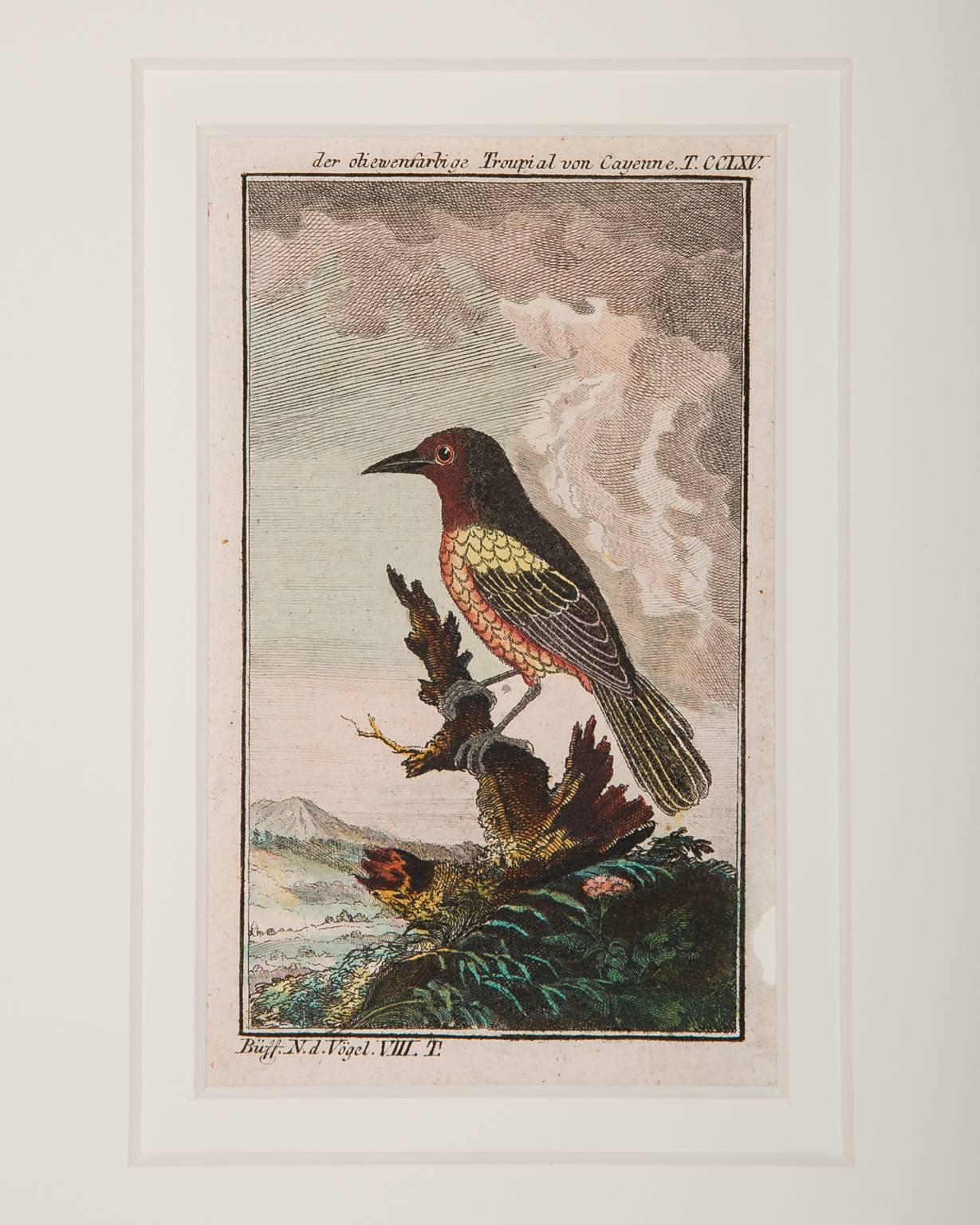 Bird Engravings on Paper Audubon Style Francois-Nicolas Martinet  Group #3 4
