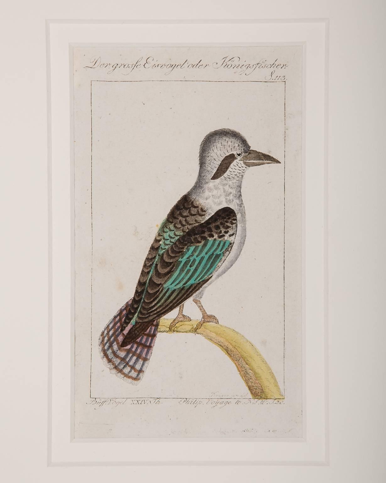 Bird Engravings on Paper Audubon Style Francois-Nicolas Martinet  Group #3 5