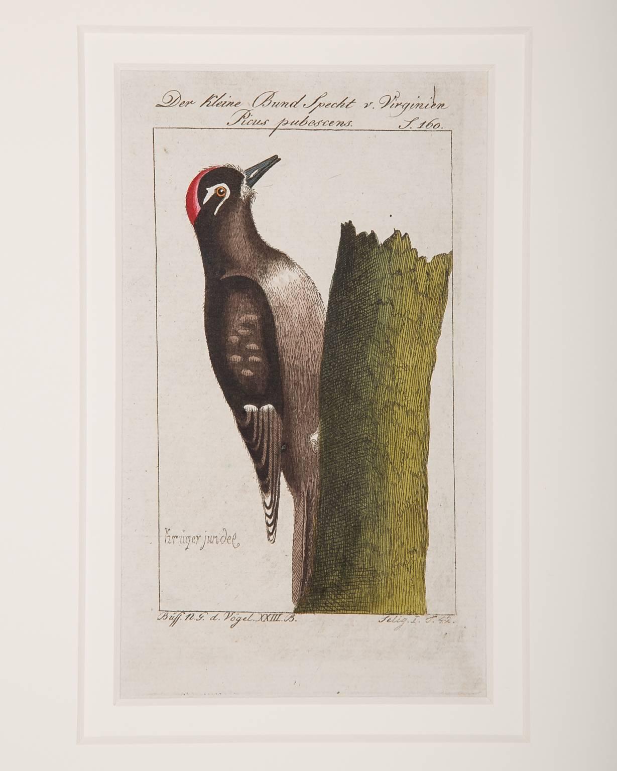 Hundreds of individual bird scenes captured on paper in the style of the Audubon bird engravings (see the images of the 11 individual birds). These small, gem like, hand-colored engravings of birds represent the rare and compelling the