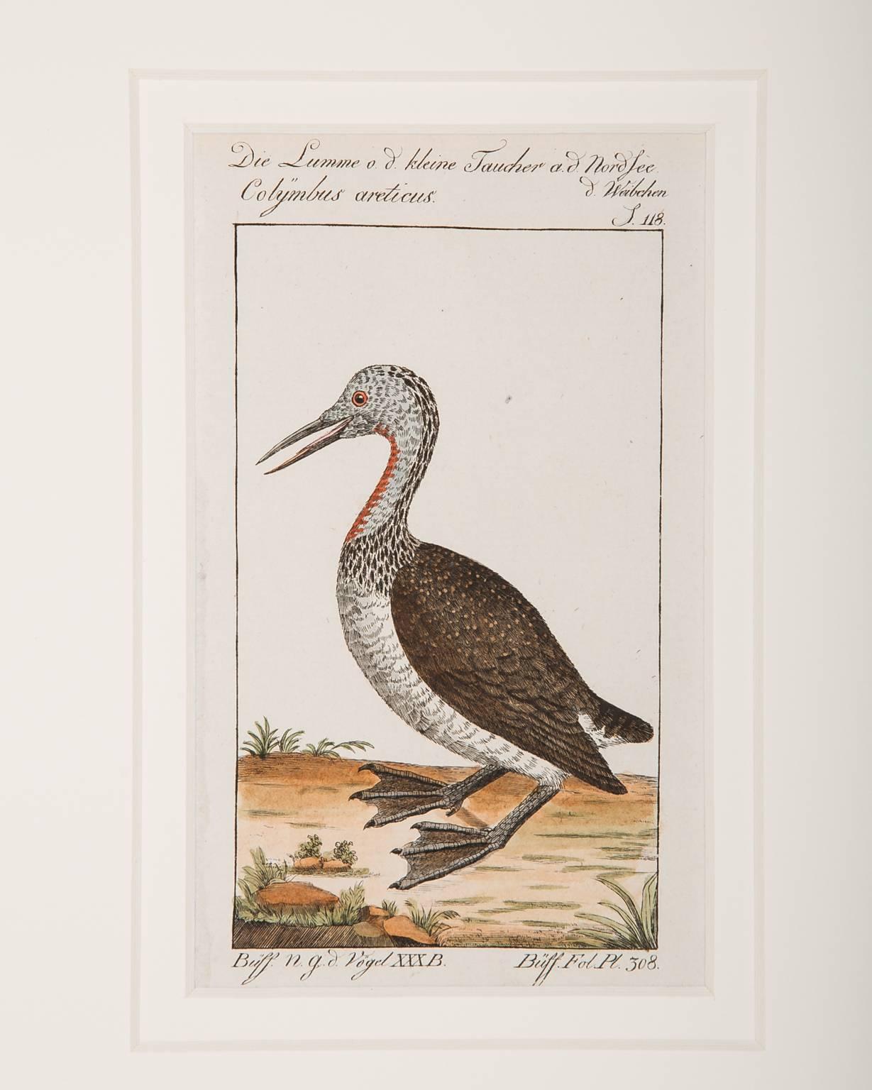 German Bird Engravings on Paper Audubon Style Francois-Nicolas Martinet  Group #3