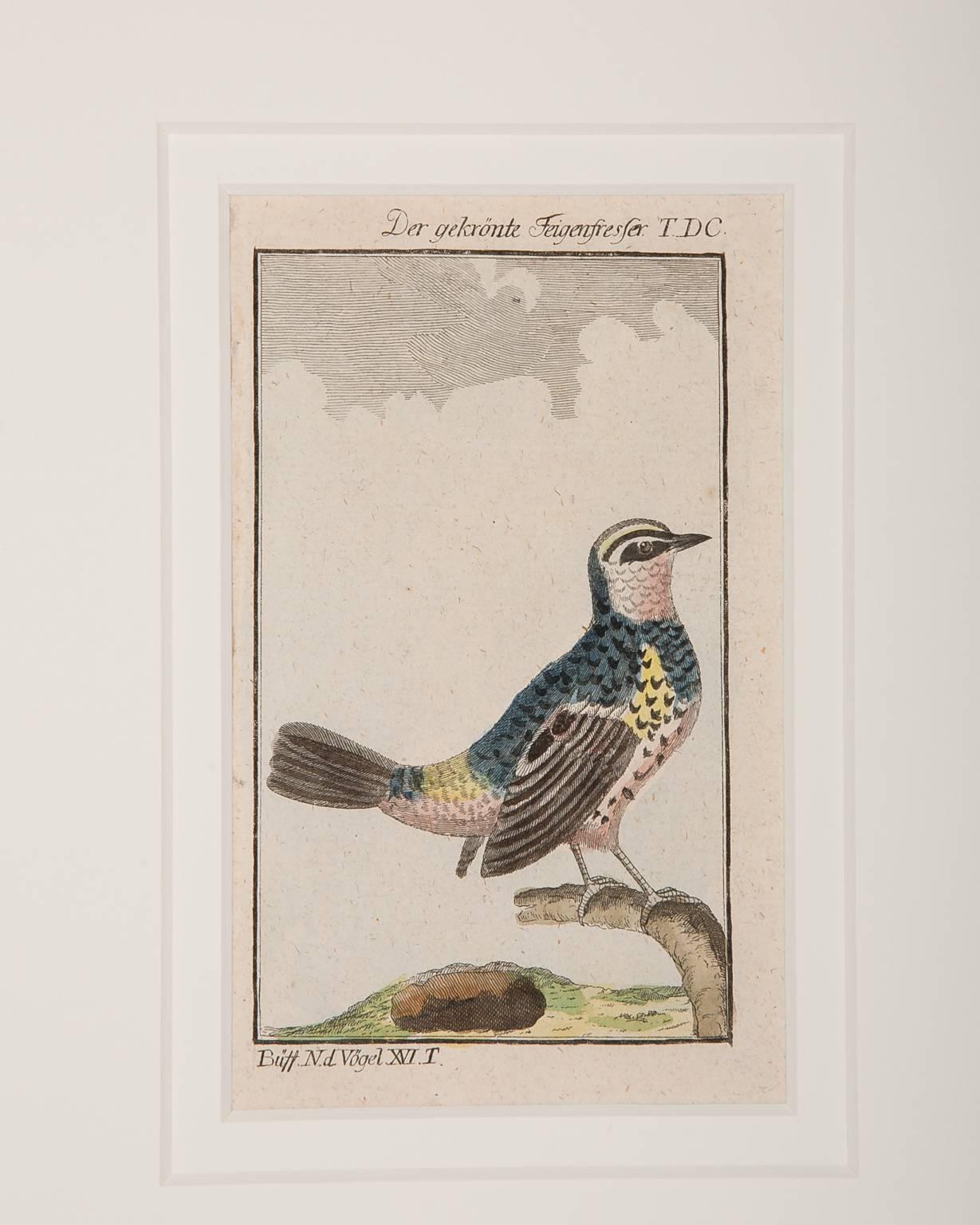 Engraved Bird Engravings on Paper Audubon Style Francois-Nicolas Martinet  Group #3