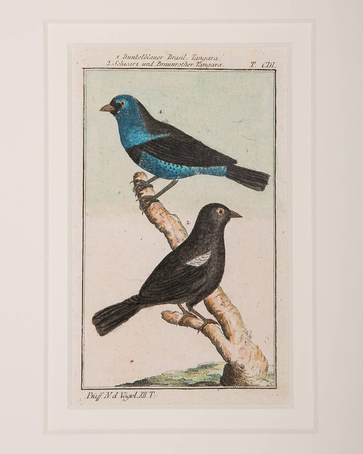 18th Century Bird Engravings on Paper Audubon Style Francois-Nicolas Martinet  Group #3
