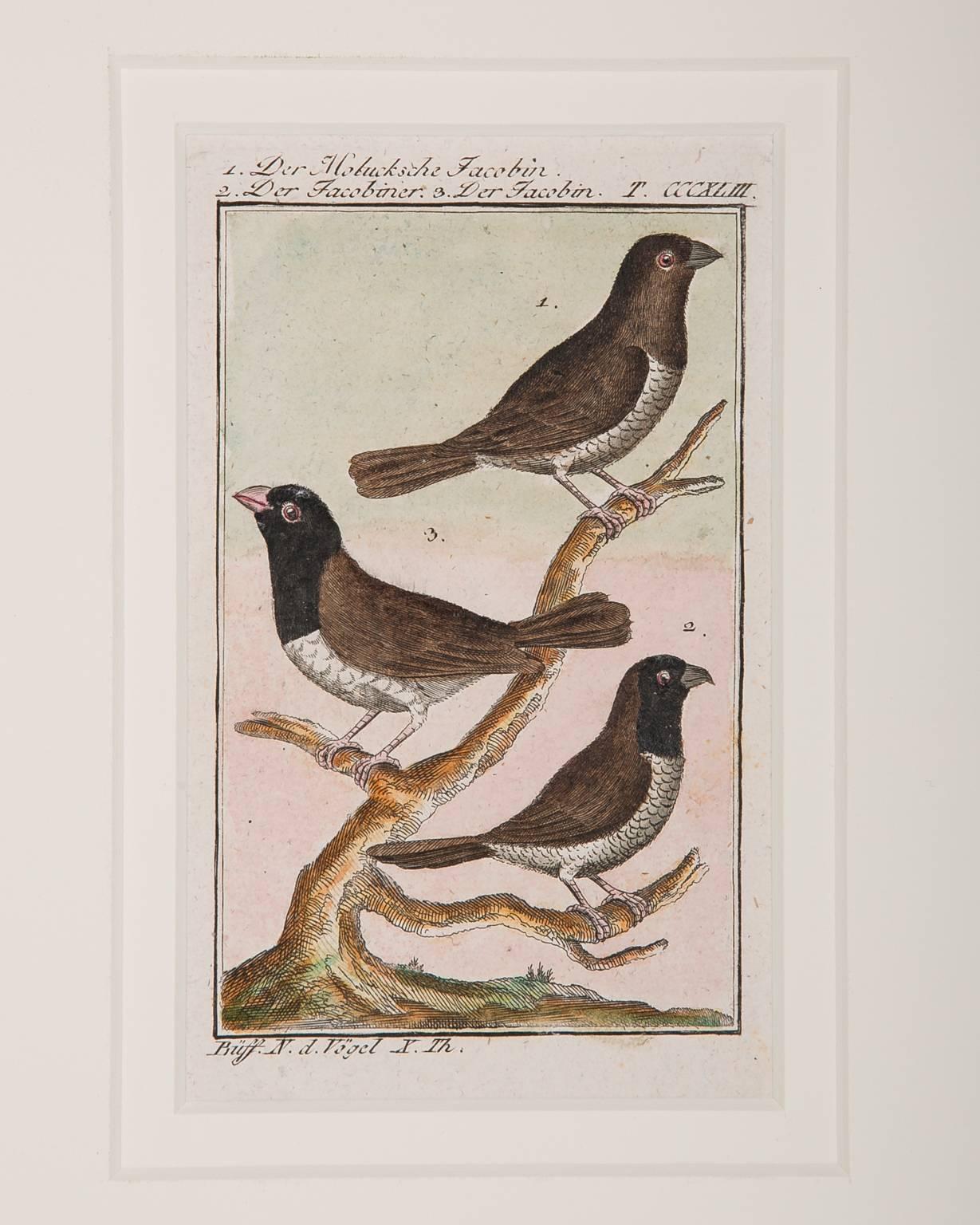 Bird Engravings on Paper Audubon Style Francois-Nicolas Martinet  Group #3 2