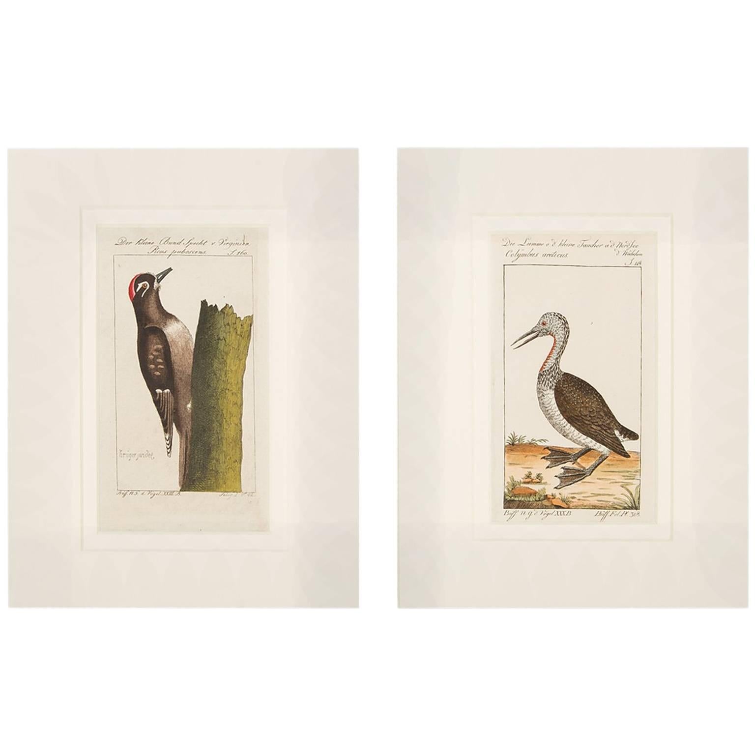 Bird Engravings on Paper Audubon Style Francois-Nicolas Martinet  Group #3