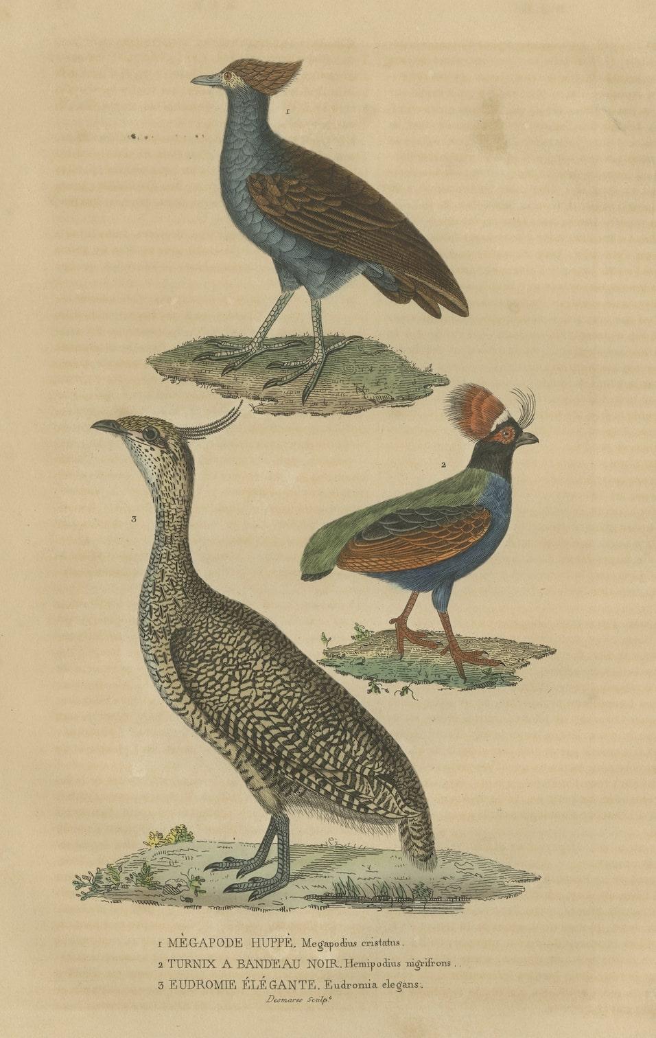 Vogeldruck einer Malay Scrubfowl, schwarz geriffeltes Knopfleiste und das elegante Trogon im Zustand „Gut“ im Angebot in Langweer, NL