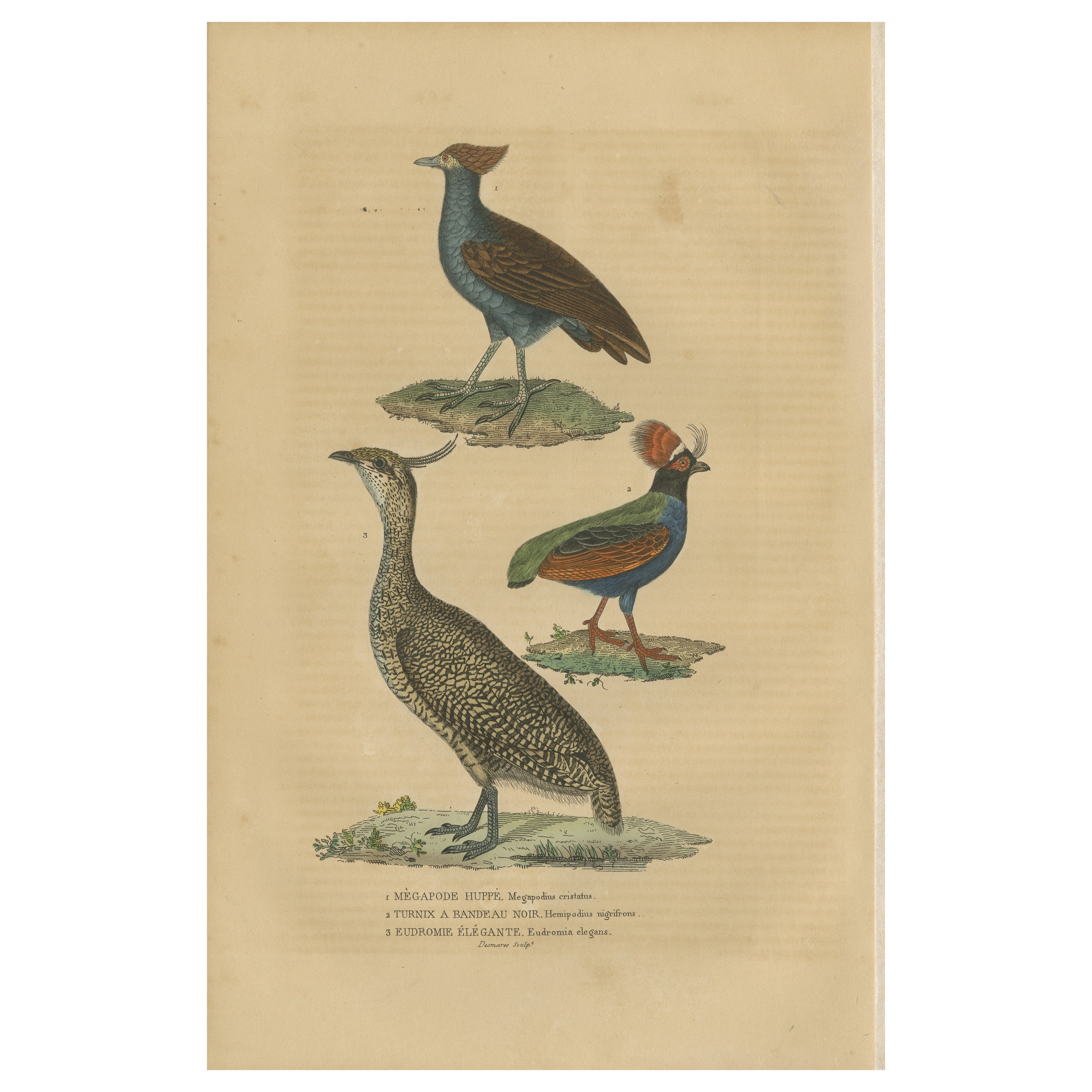 Bird Print of a Malay Scrubfowl, Black-rumped Buttonquail and the Elegant Trogon