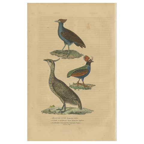 Bird Print of a Malay Scrubfowl, Black-rumped Buttonquail and the Elegant Trogon