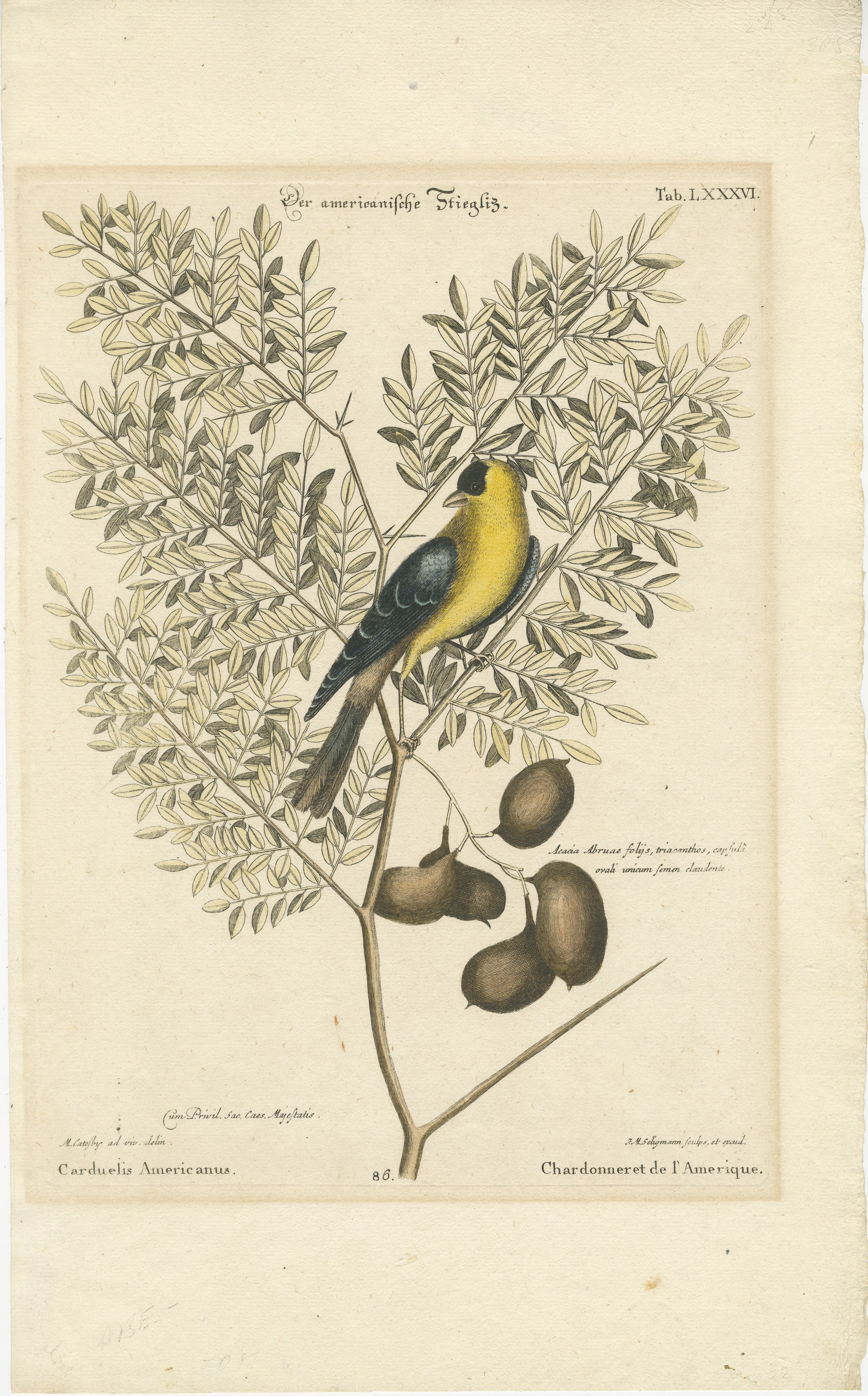 The illustration showcases the American Goldfinch (Spinus tristis), formerly known as Carduelis Americanus, perched gracefully upon a leafy branch. 

It is a detailed 18th-century rendering that captures the vibrant yellow plumage of the male