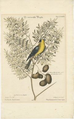 Bird Print of an American Goldfinch on a Branch Engraved and Hand-Colored, 1749