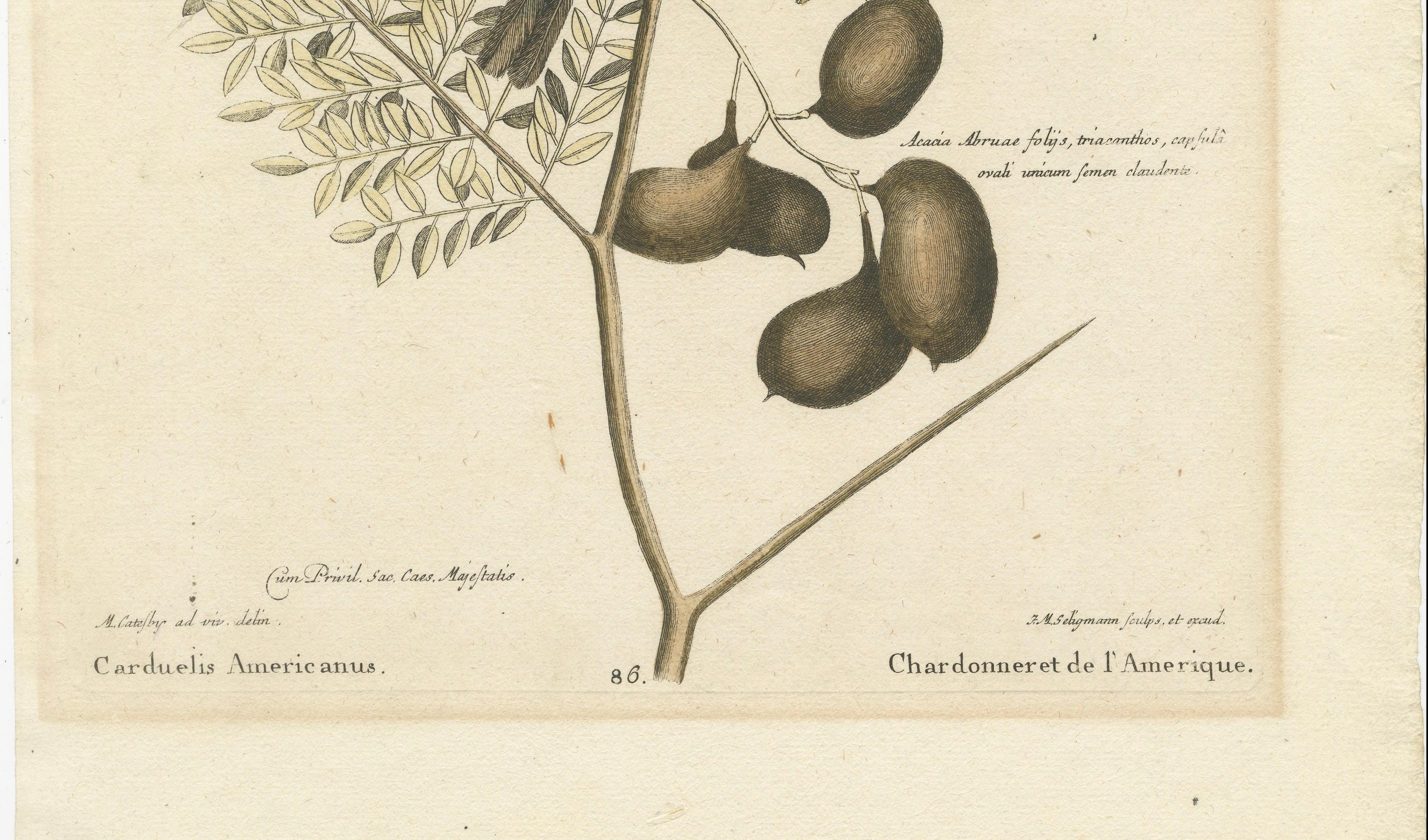 Bird Print of an American Goldfinch on a Branch Engraved and Hand-Colored, 1749 In Good Condition For Sale In Langweer, NL