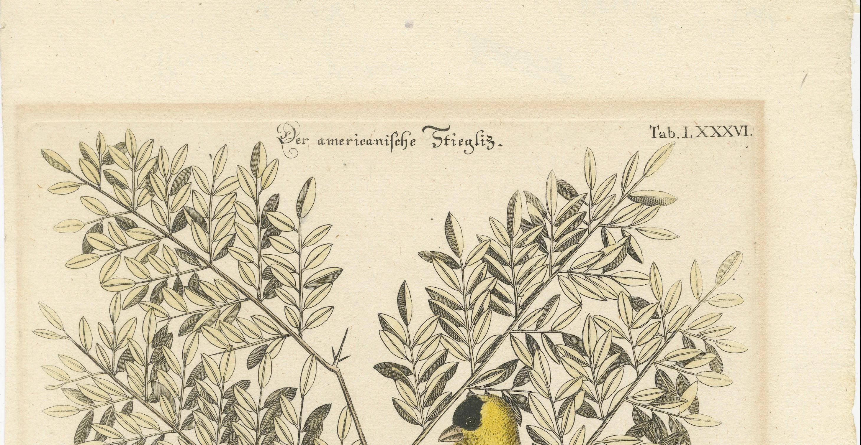 Mid-18th Century Bird Print of an American Goldfinch on a Branch Engraved and Hand-Colored, 1749 For Sale