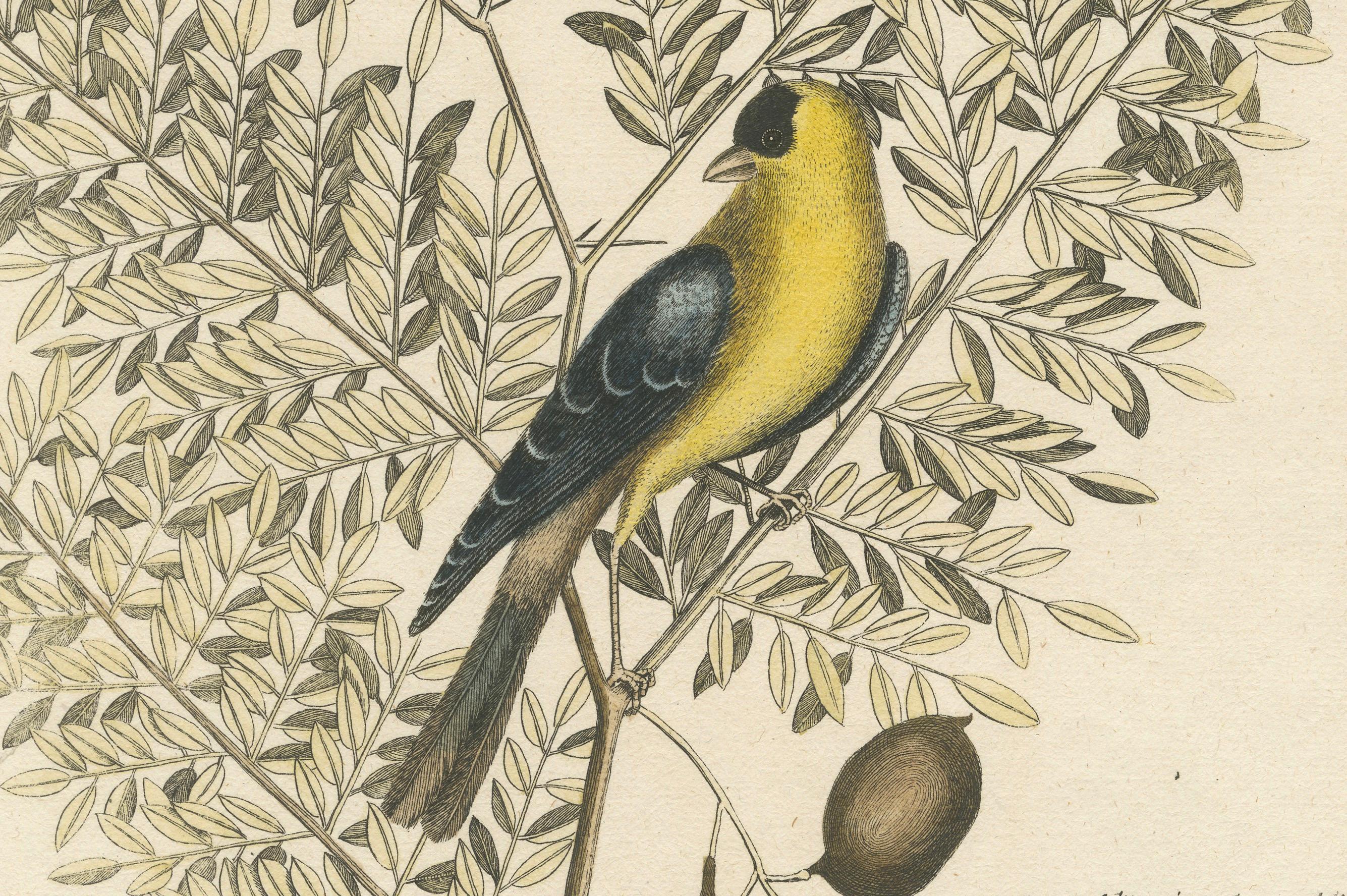 Paper Bird Print of an American Goldfinch on a Branch Engraved and Hand-Colored, 1749 For Sale