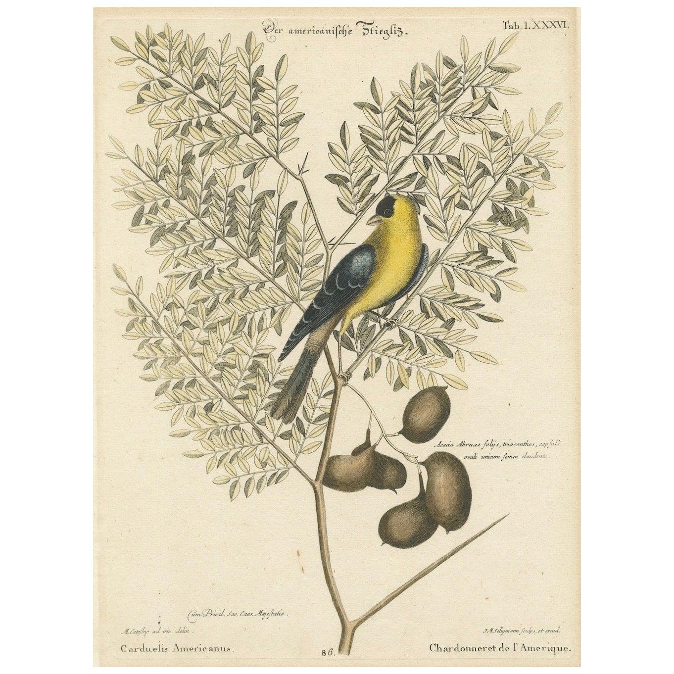 Vogeldruck eines Stieglitzes auf einem Branch, gestochen und handkoloriert, 1749