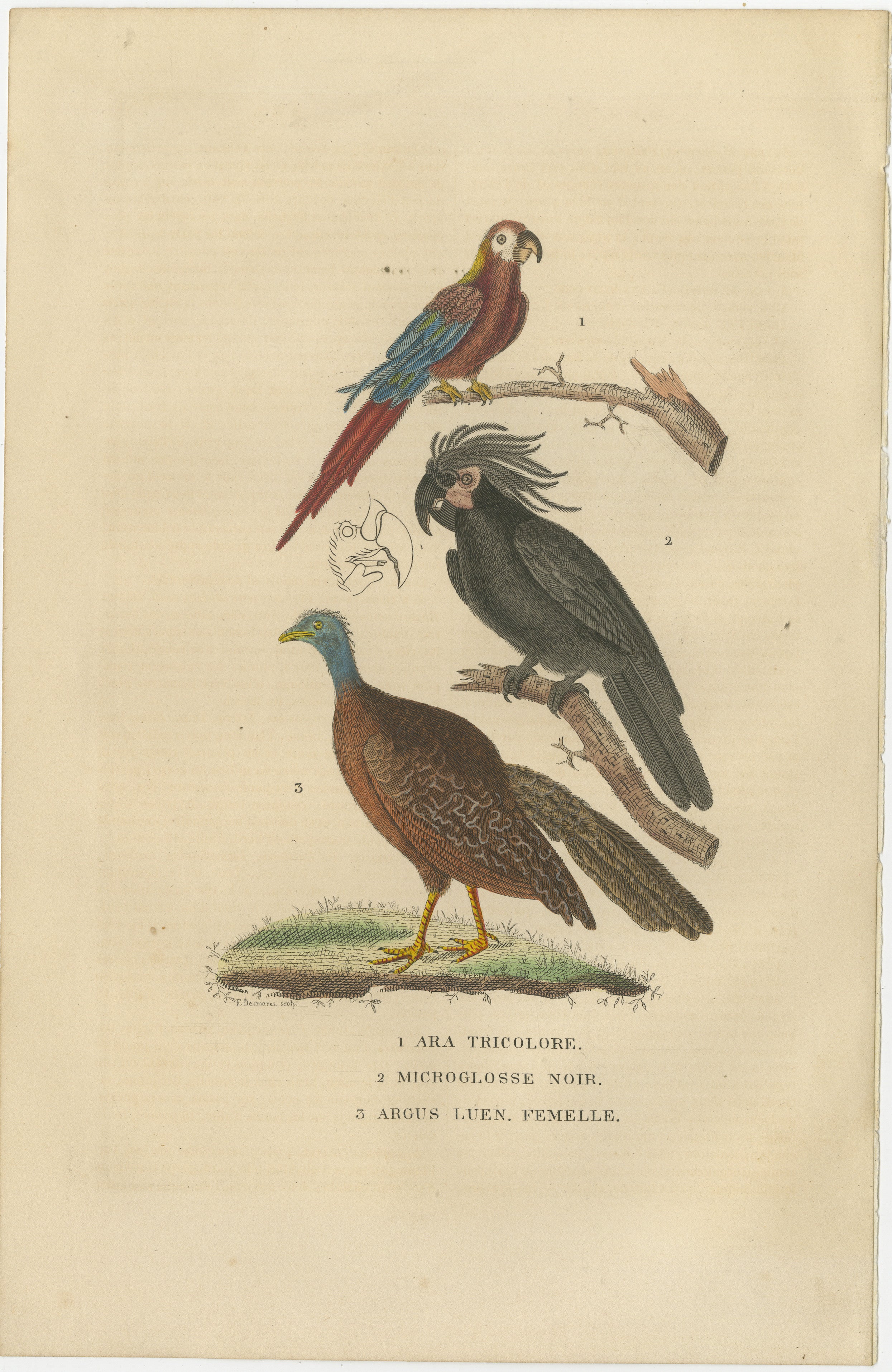 The antique print features three captivating bird species: the Ara Tricolore, the Black Sunbird, and the female Argus Pheasant. Each bird is intricately depicted with detailed precision and vibrant hand-colored illustrations, creating a visually
