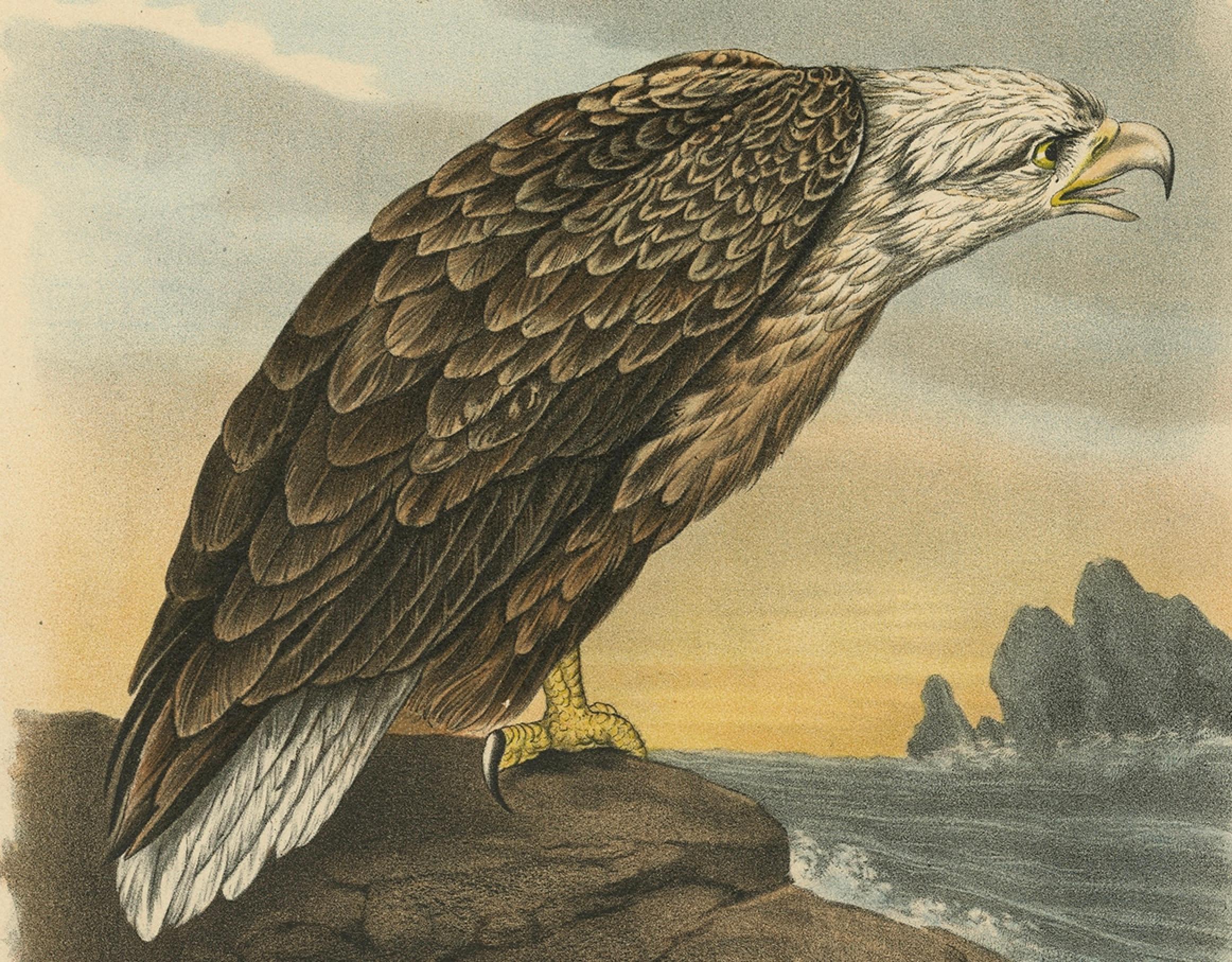 Vogeldruck des weiß Tailed- oder grauen oder grauen oder Eurasianischen Seeadlers, 1894 im Angebot 2