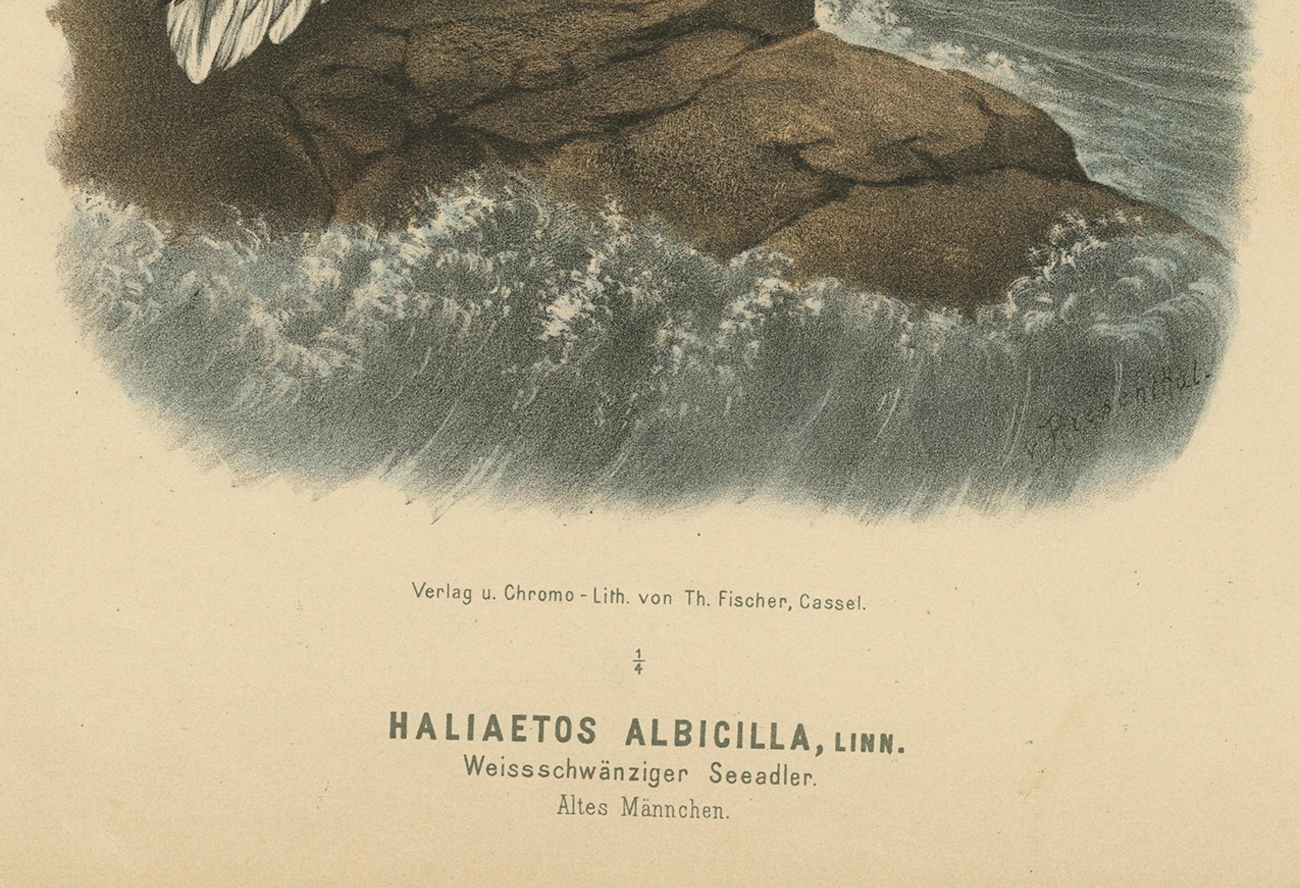 Vogeldruck des weiß Tailed- oder grauen oder grauen oder Eurasianischen Seeadlers, 1894 im Angebot 3