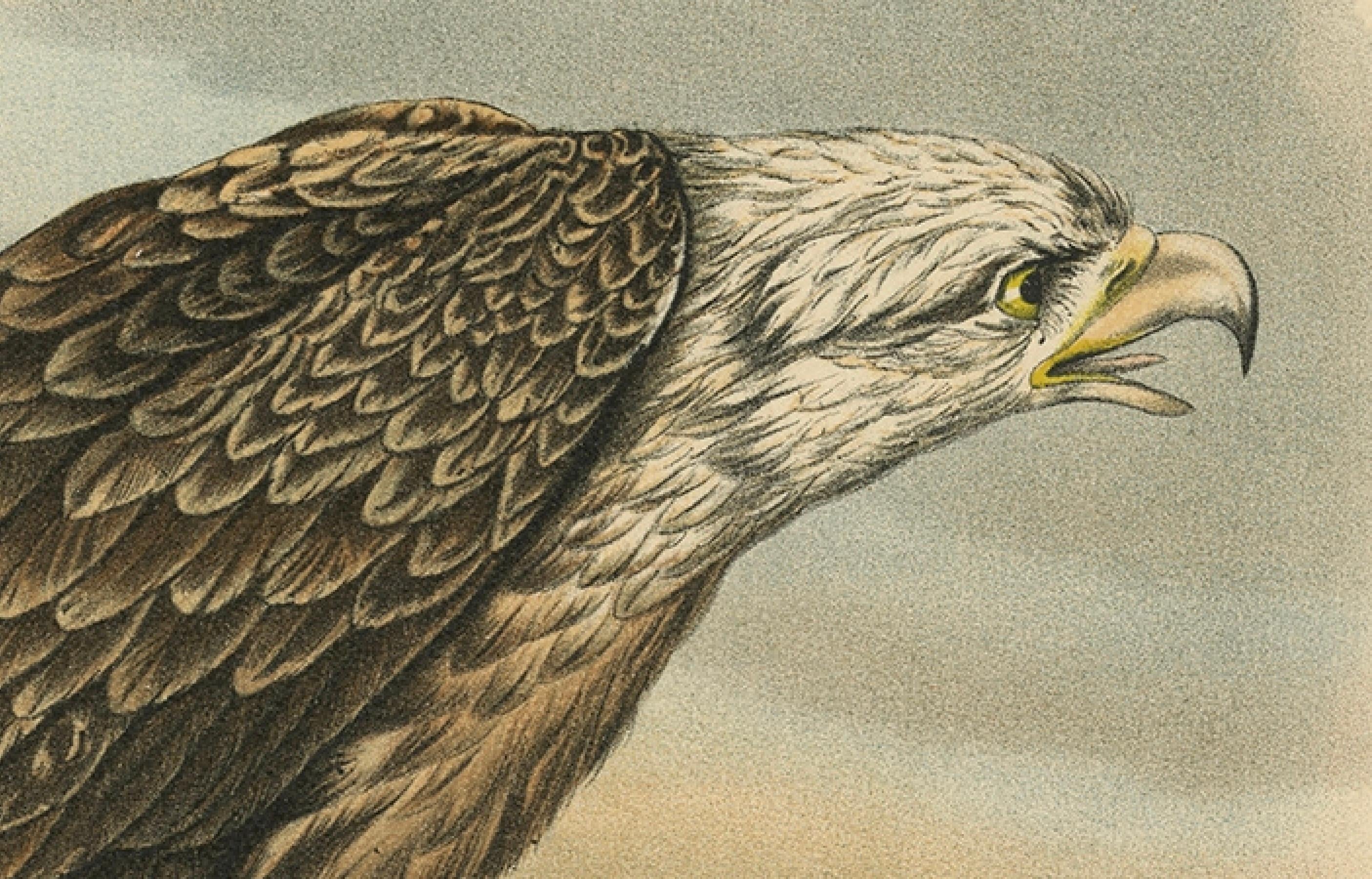 Vogeldruck des weiß Tailed- oder grauen oder grauen oder Eurasianischen Seeadlers, 1894 im Angebot 4