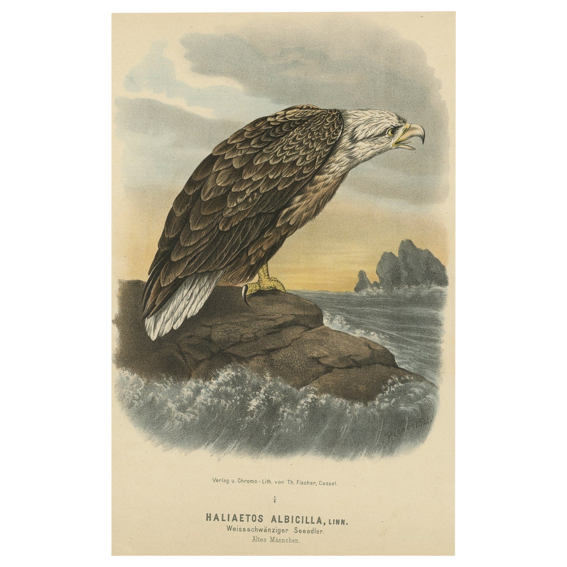 Vogeldruck des weiß Tailed- oder grauen oder grauen oder Eurasianischen Seeadlers, 1894