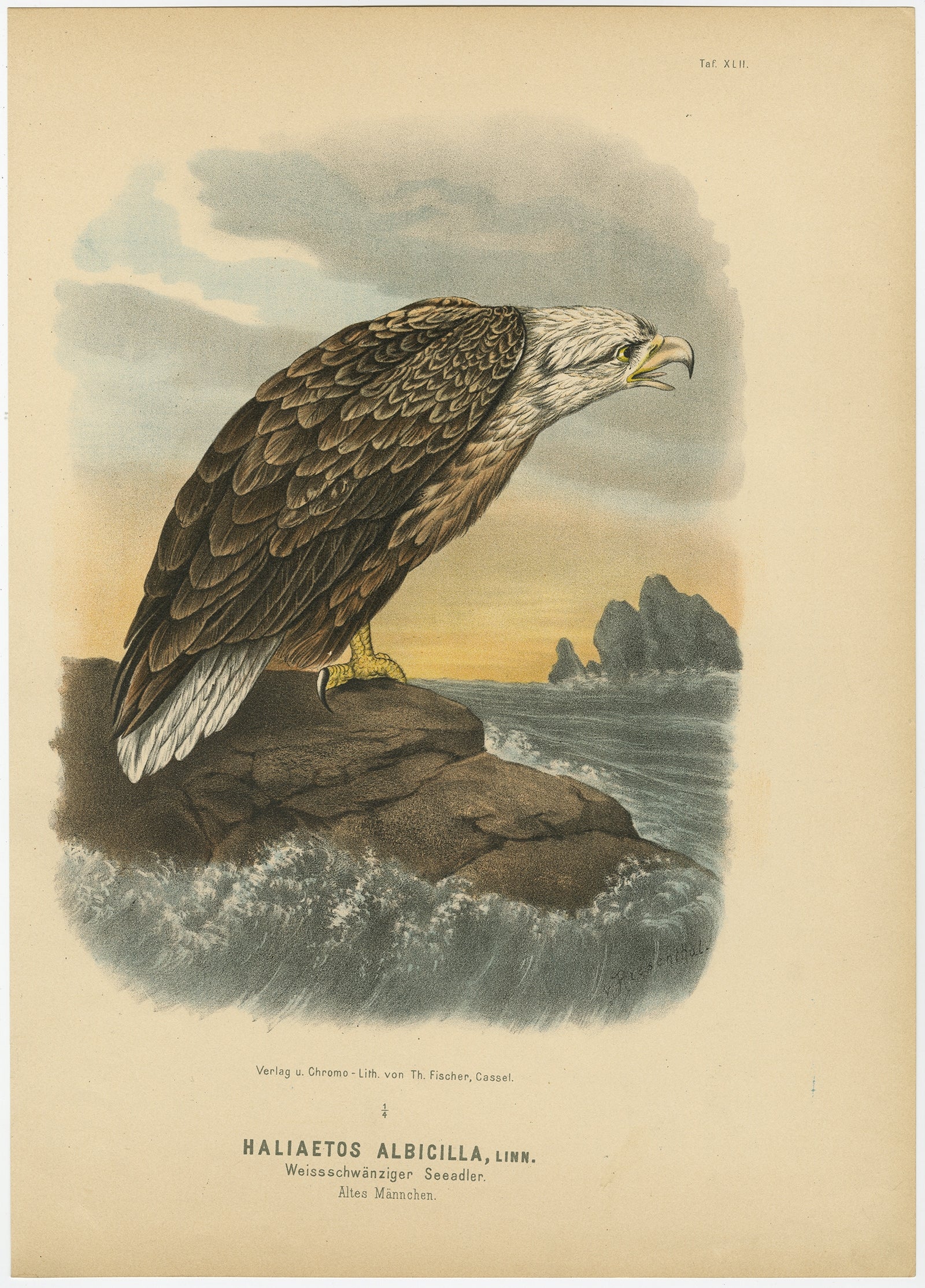 Antique print, titled: 'Taf. XLII. Haliaetos Albicilla. Weissschwanziger Seeadler, altes Mannchen.' 

This plate shows the white-tailed eagle (Haliaeetus albicilla), also known as the ern, erne, gray eagle, Eurasian sea eagle and white-tailed