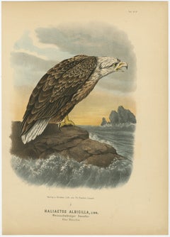 Vogeldruck des weiß Tailed- oder grauen oder grauen oder Eurasianischen Seeadlers, 1894