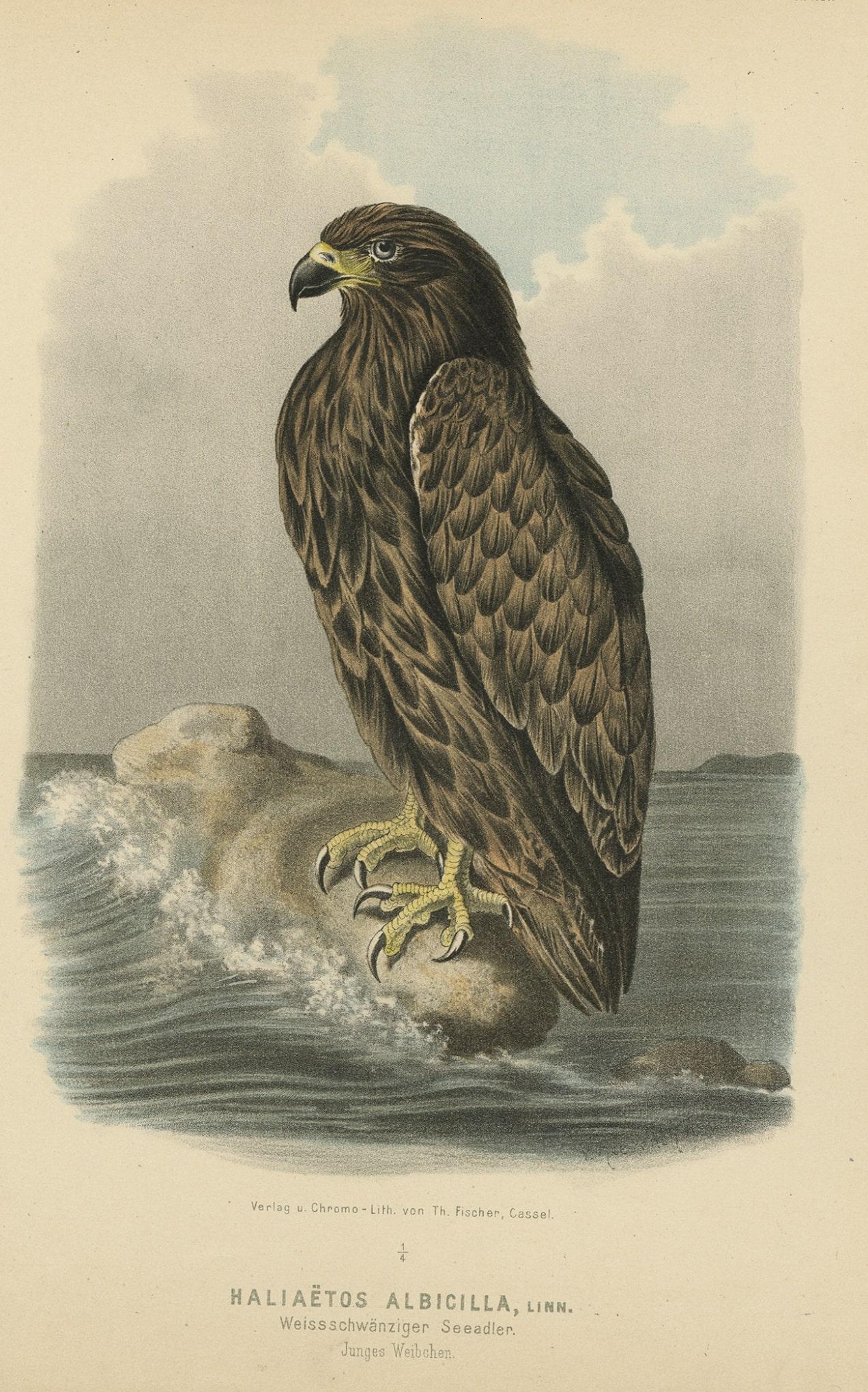 Antique print, titled: 'Taf. XLI. Haliaetos Albicilla. Weissschwanziger Seeadler, junges Weibchen.' 

This plate shows the white-tailed eagle (Haliaeetus albicilla), also known as the ern, erne, gray eagle, Eurasian sea eagle and white-tailed